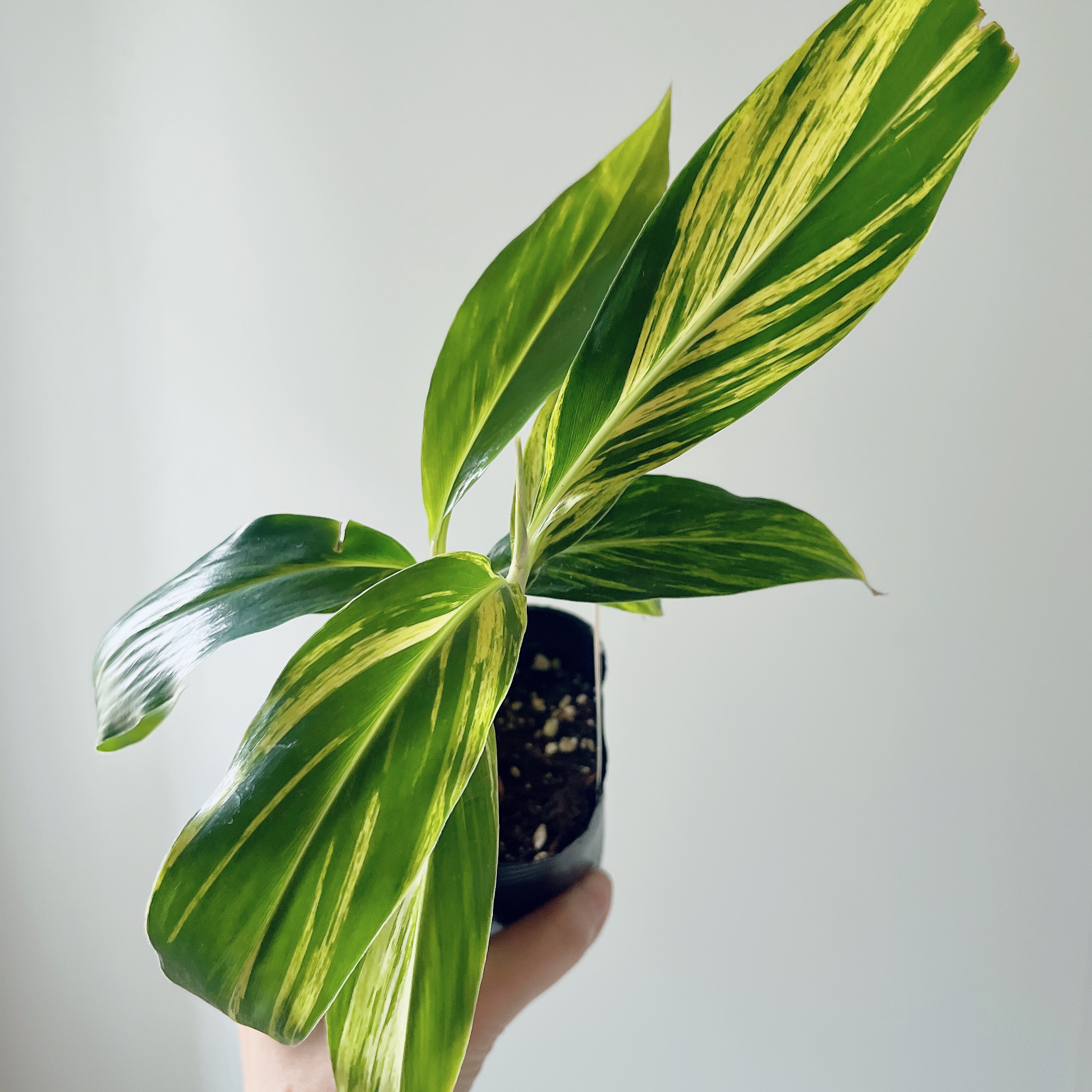 斑入りゲットウ🌱