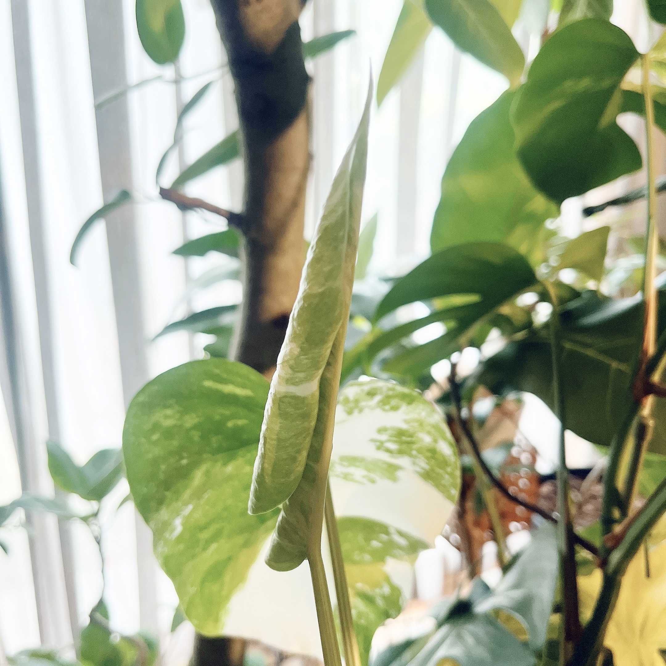 モンステラ ホワイトタイガーの新芽🌱