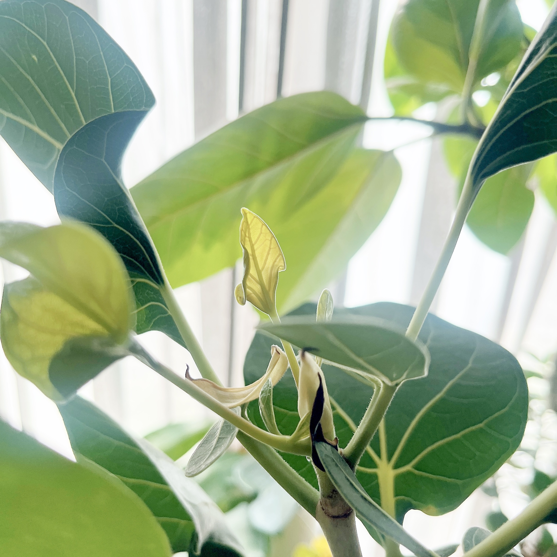 クリシュナボダイジュの新芽🌱