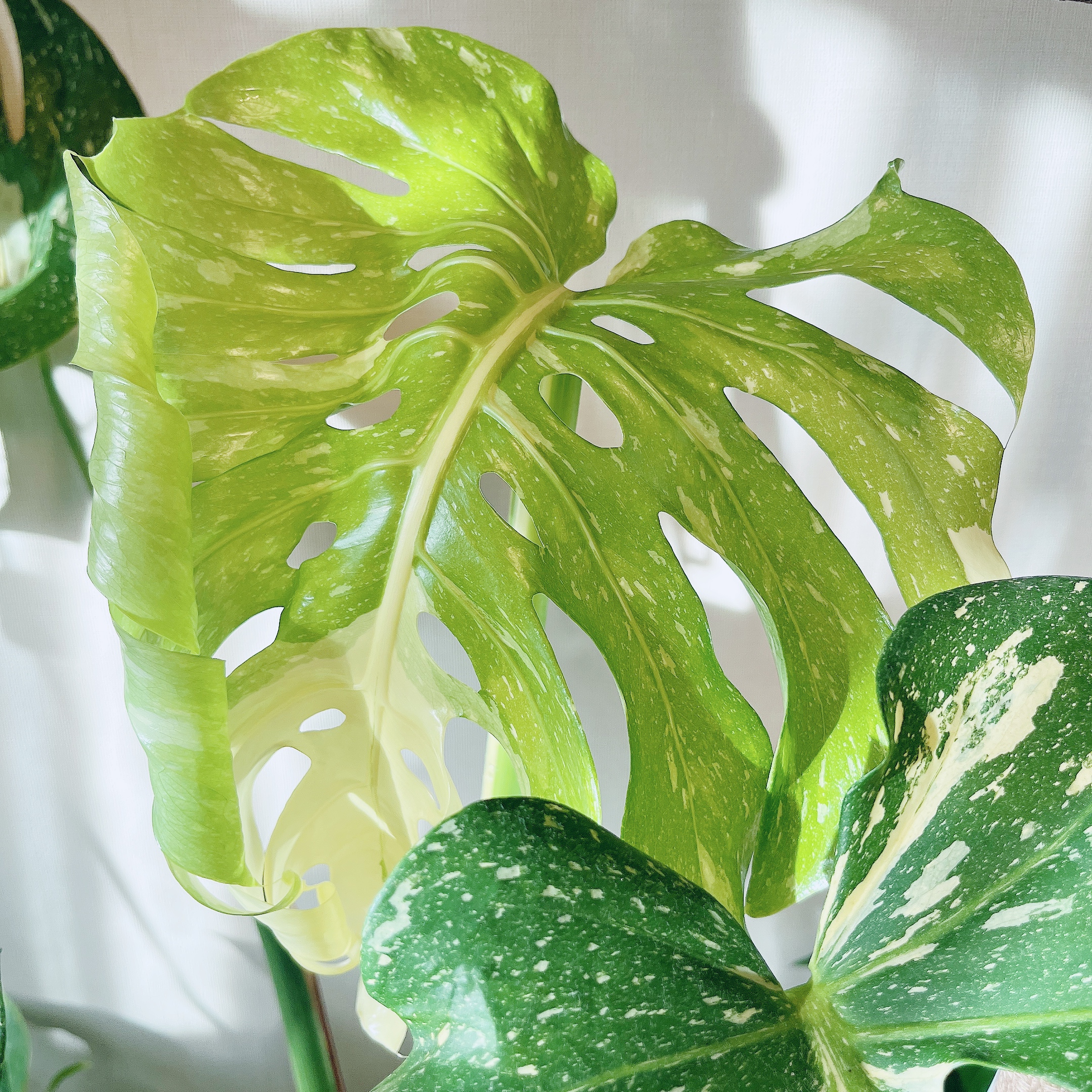 タイコンステレーション新芽3