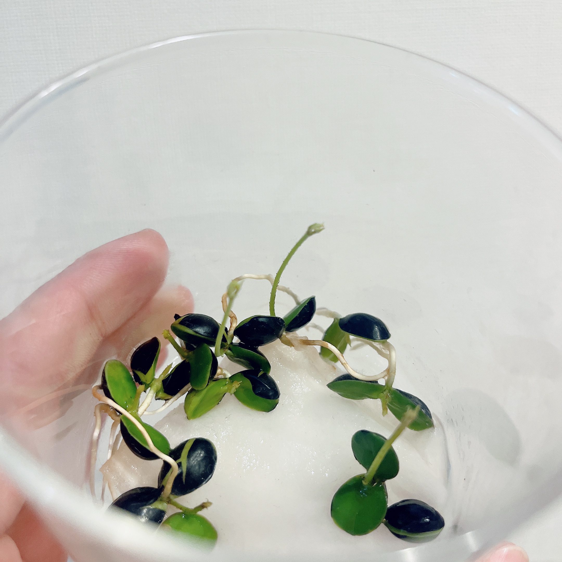 エバーフレッシュ 実生 発芽発根
