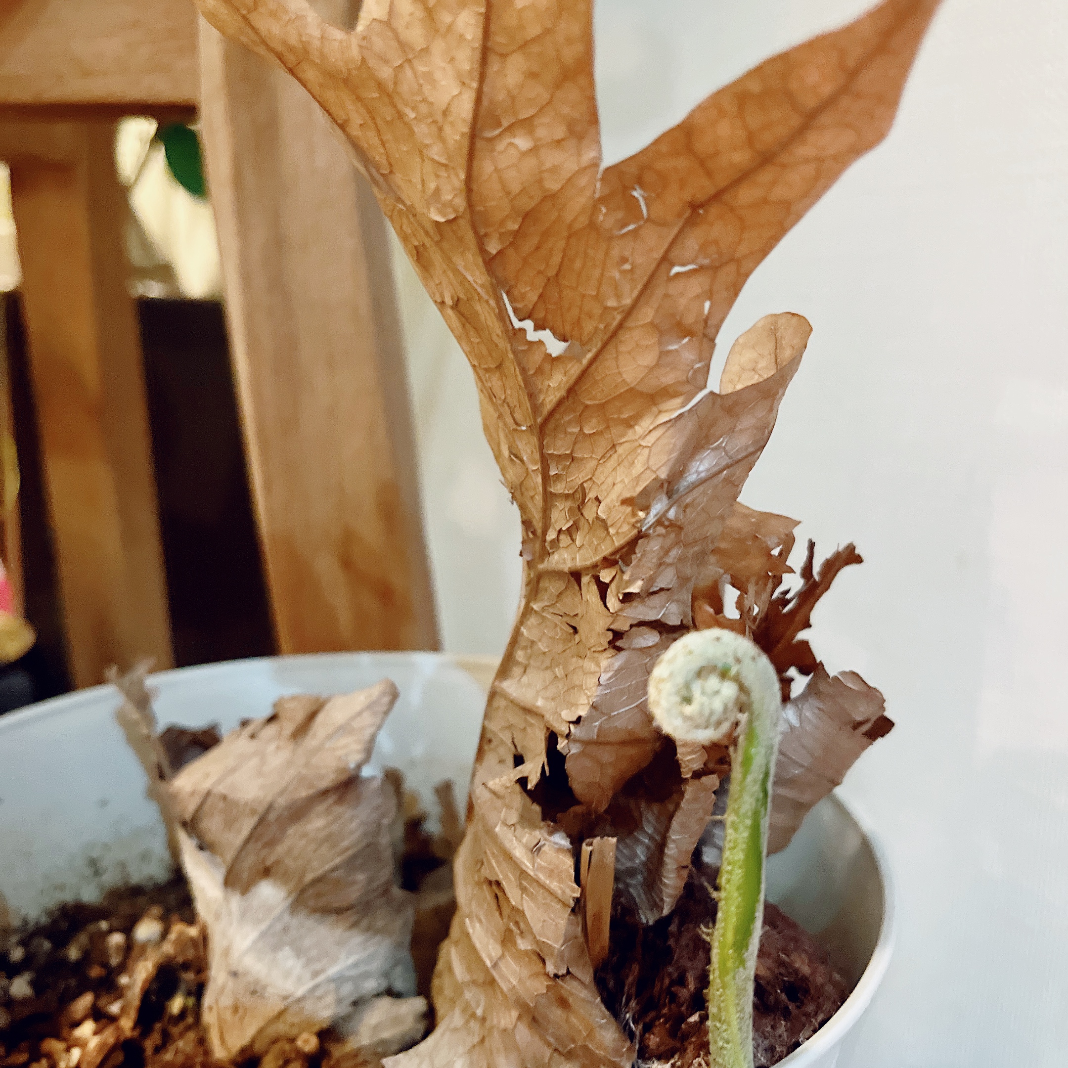 ドリナリアの新芽が出ました🌱