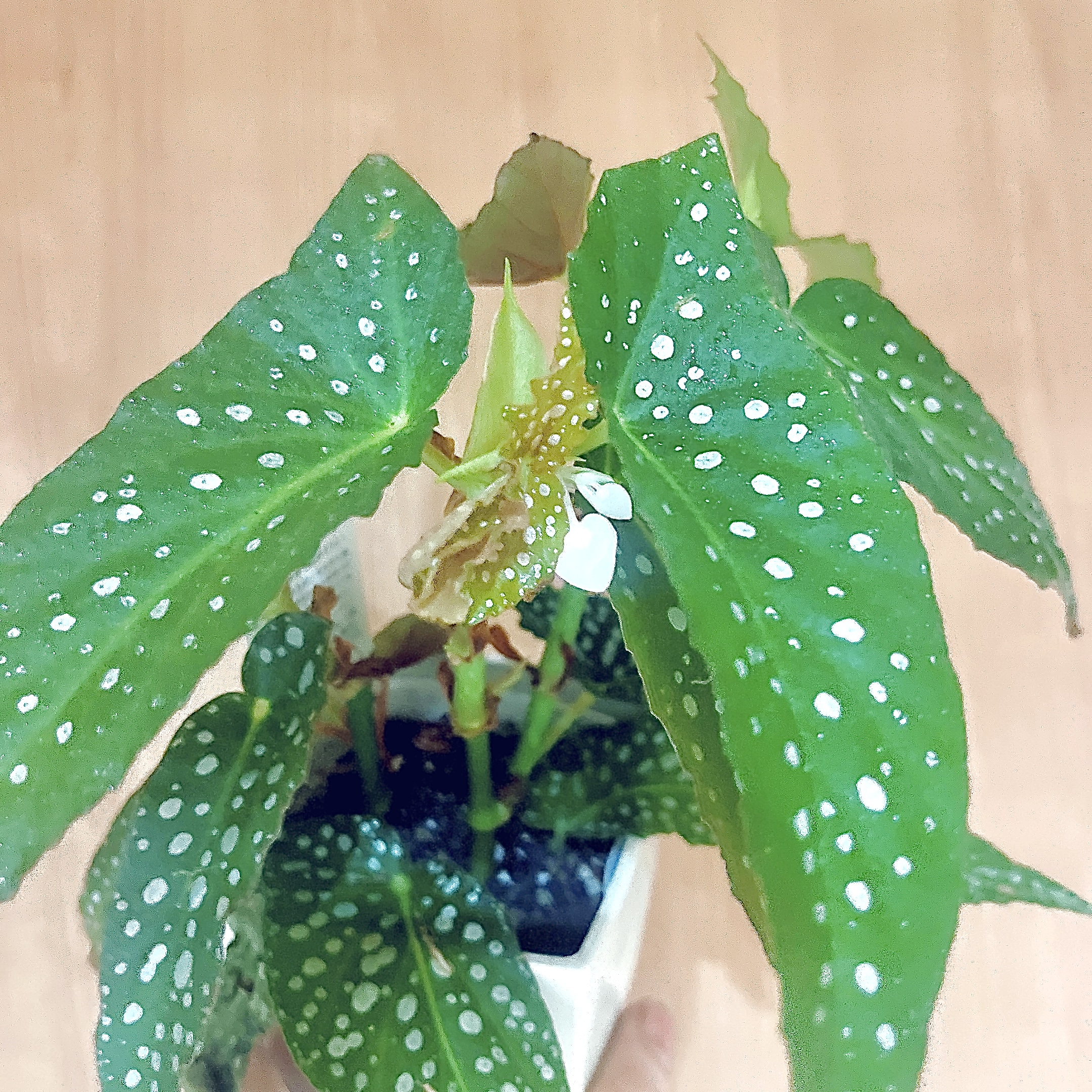 ベゴニアホワイトアイス🌿