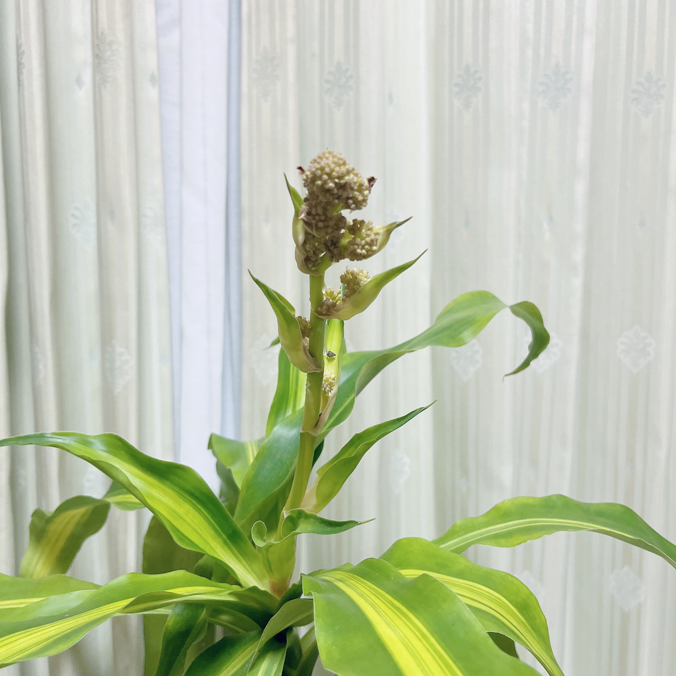 幸福の木の花👀✨
