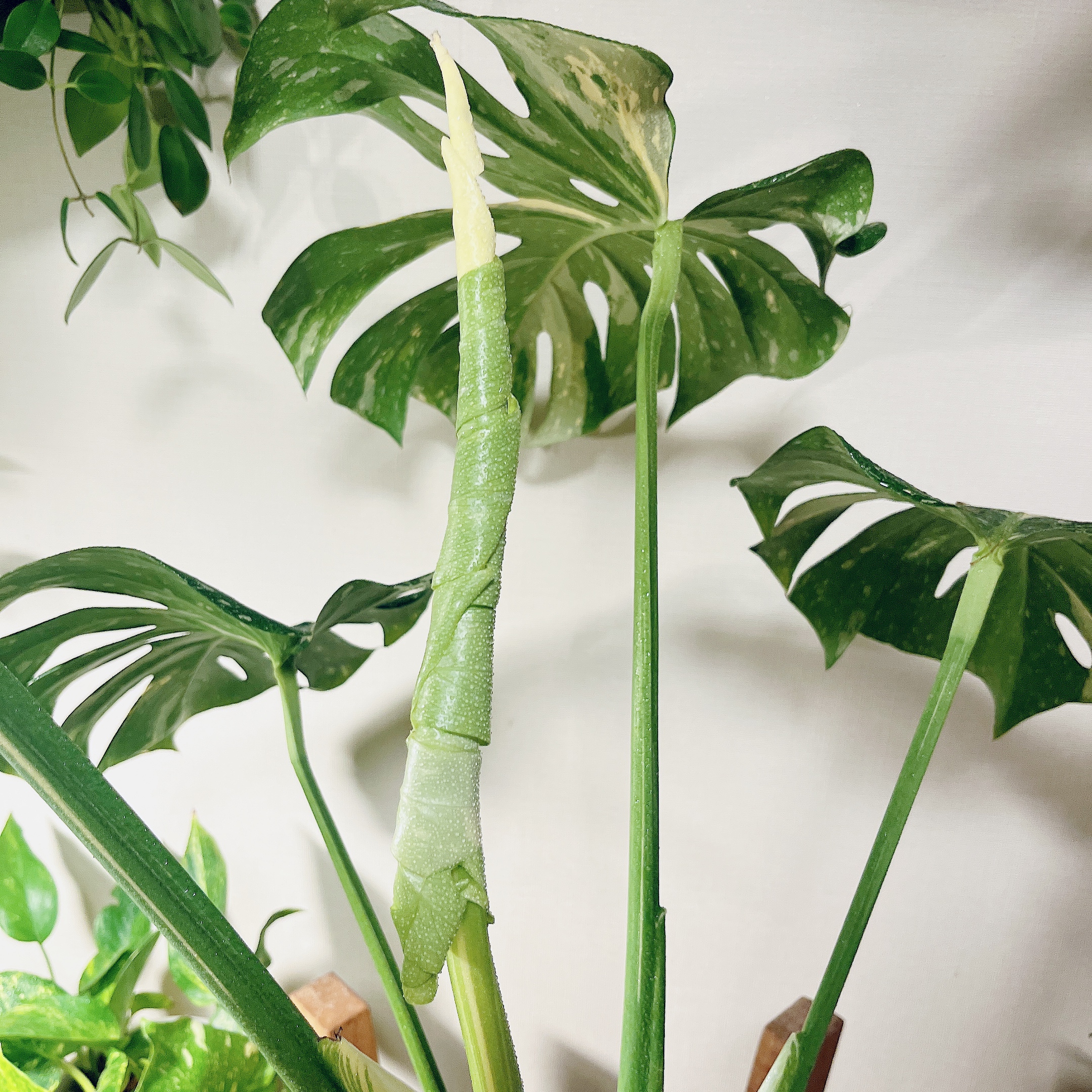 大型タイコンステレーション新芽🌱