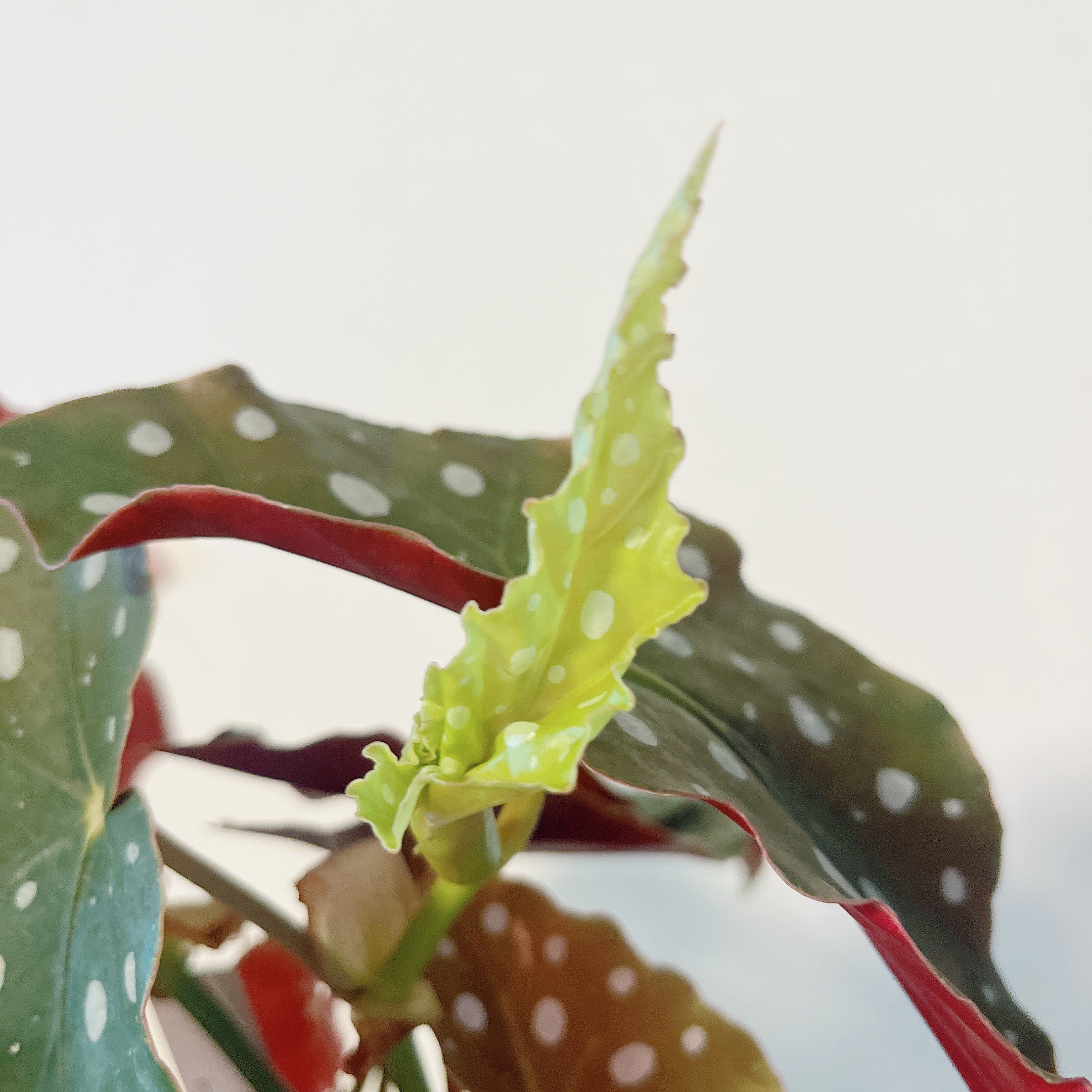 ベゴニアマクラータの新芽🌱