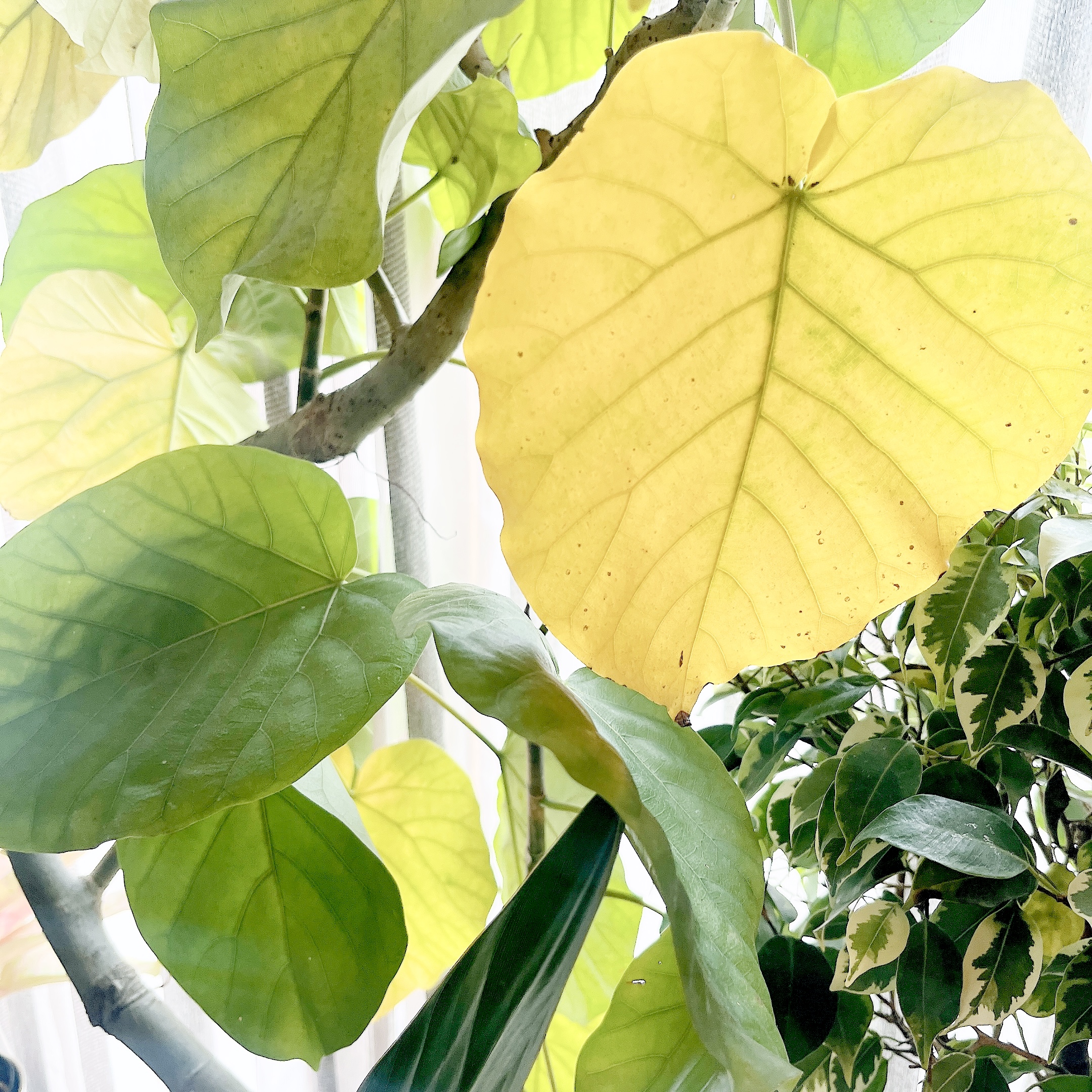 心配いりません🌿