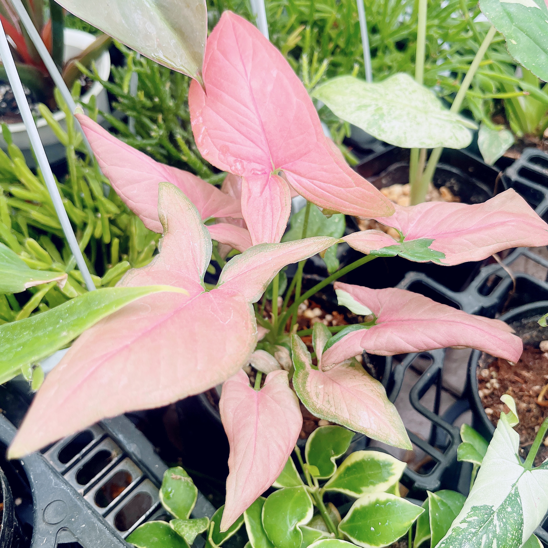 シンゴニウム レッドスポット トリカラー