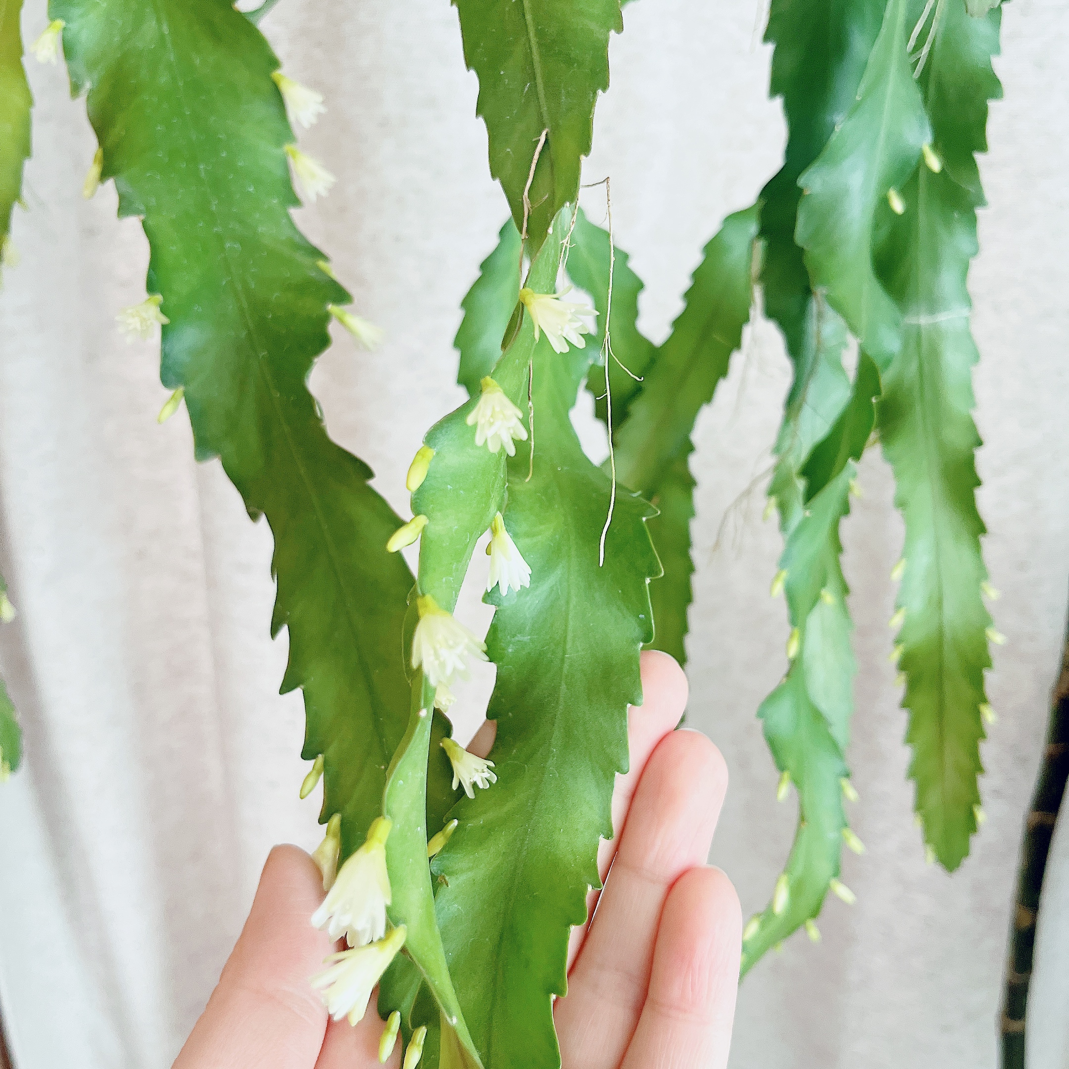 レピスミウム ホーレティアナム開花🌸