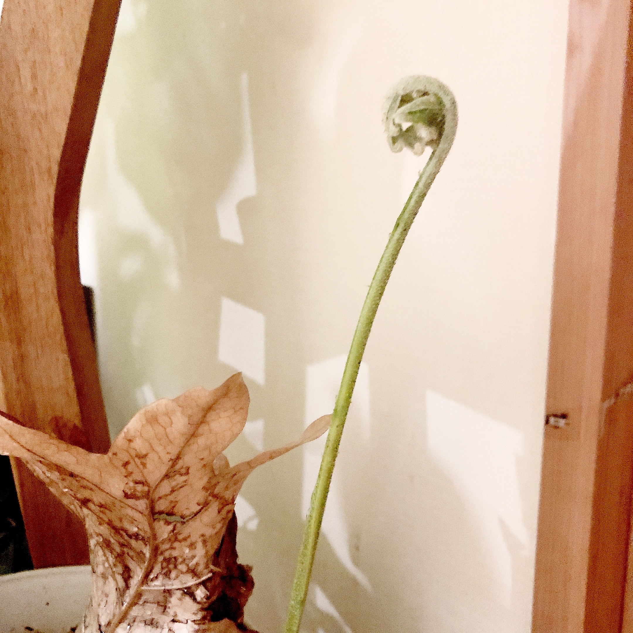 続・ドリナリアの新芽🌱