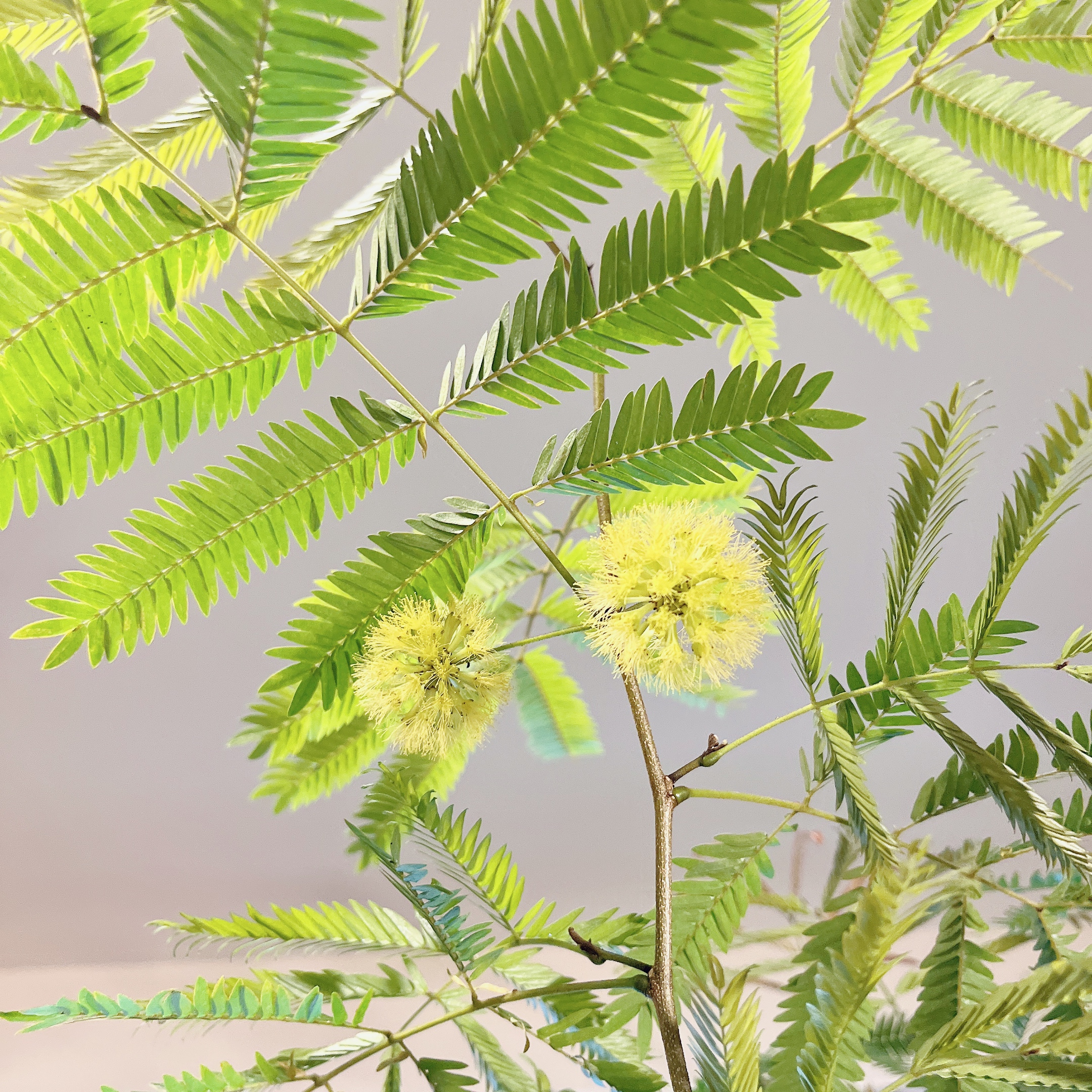エバーフレッシュ の花