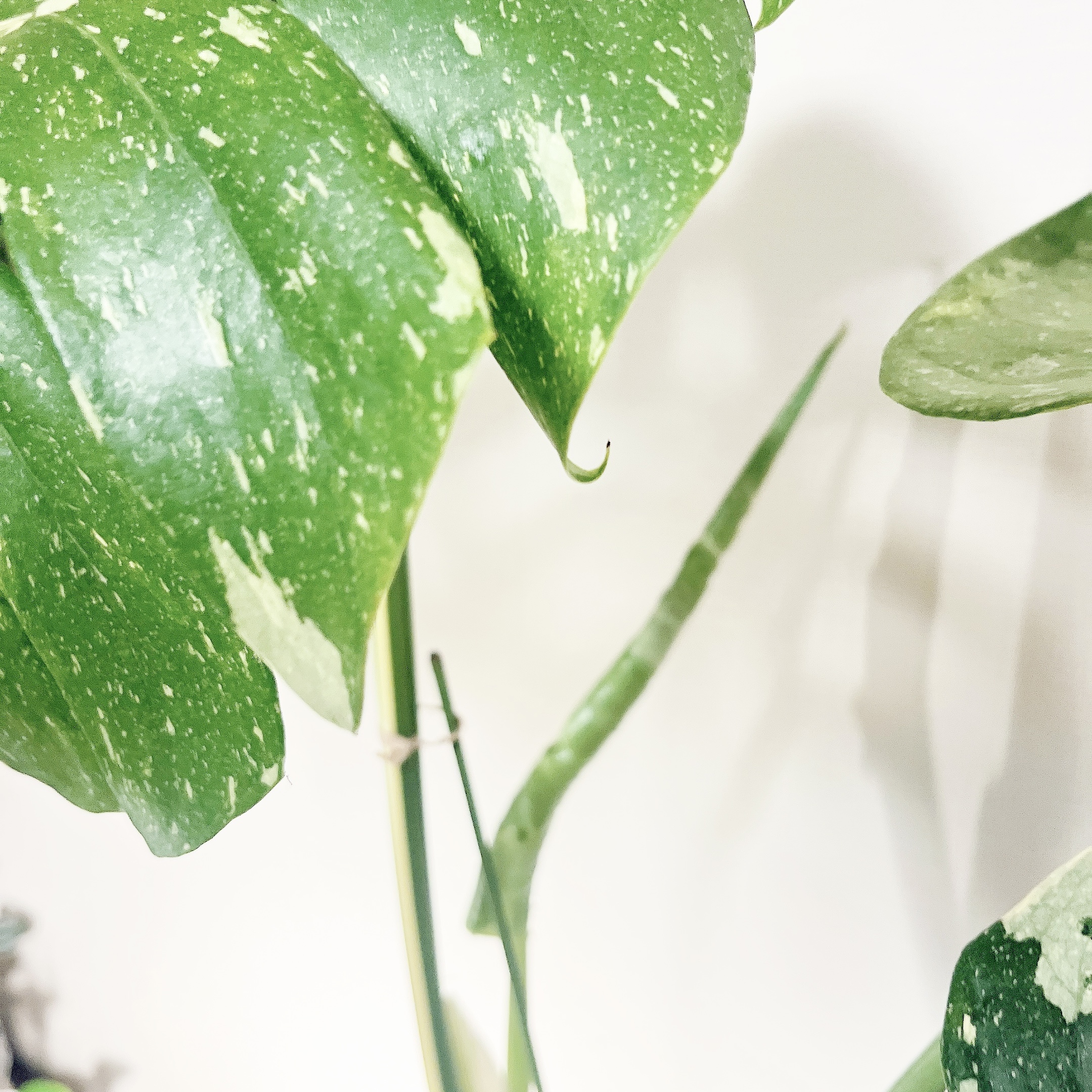 またまた新芽です🌱