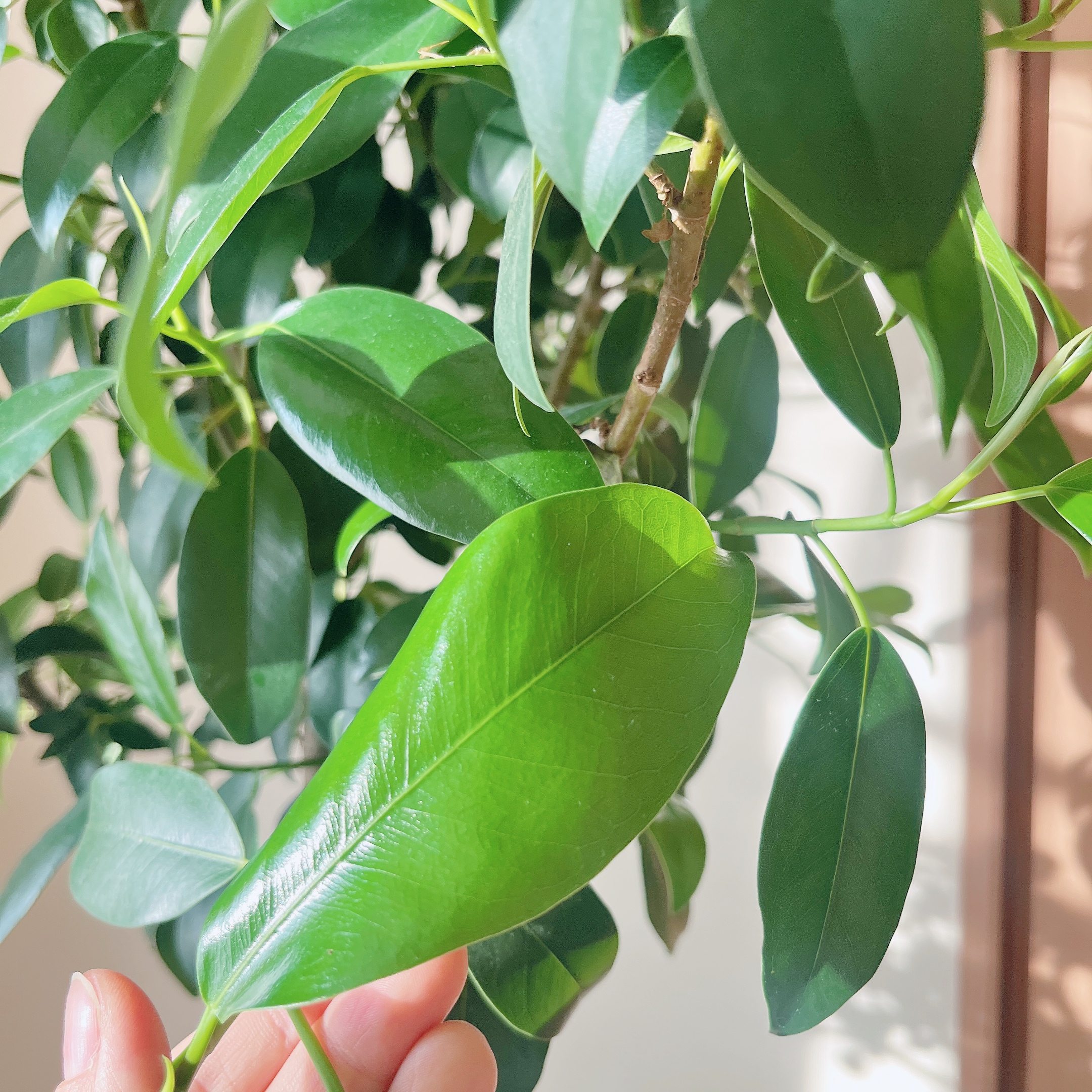 ジャンボリーフが今日も艶々🌱