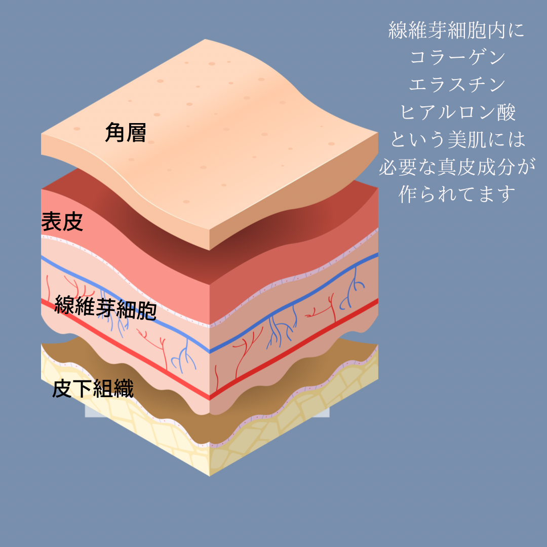 線維芽細胞