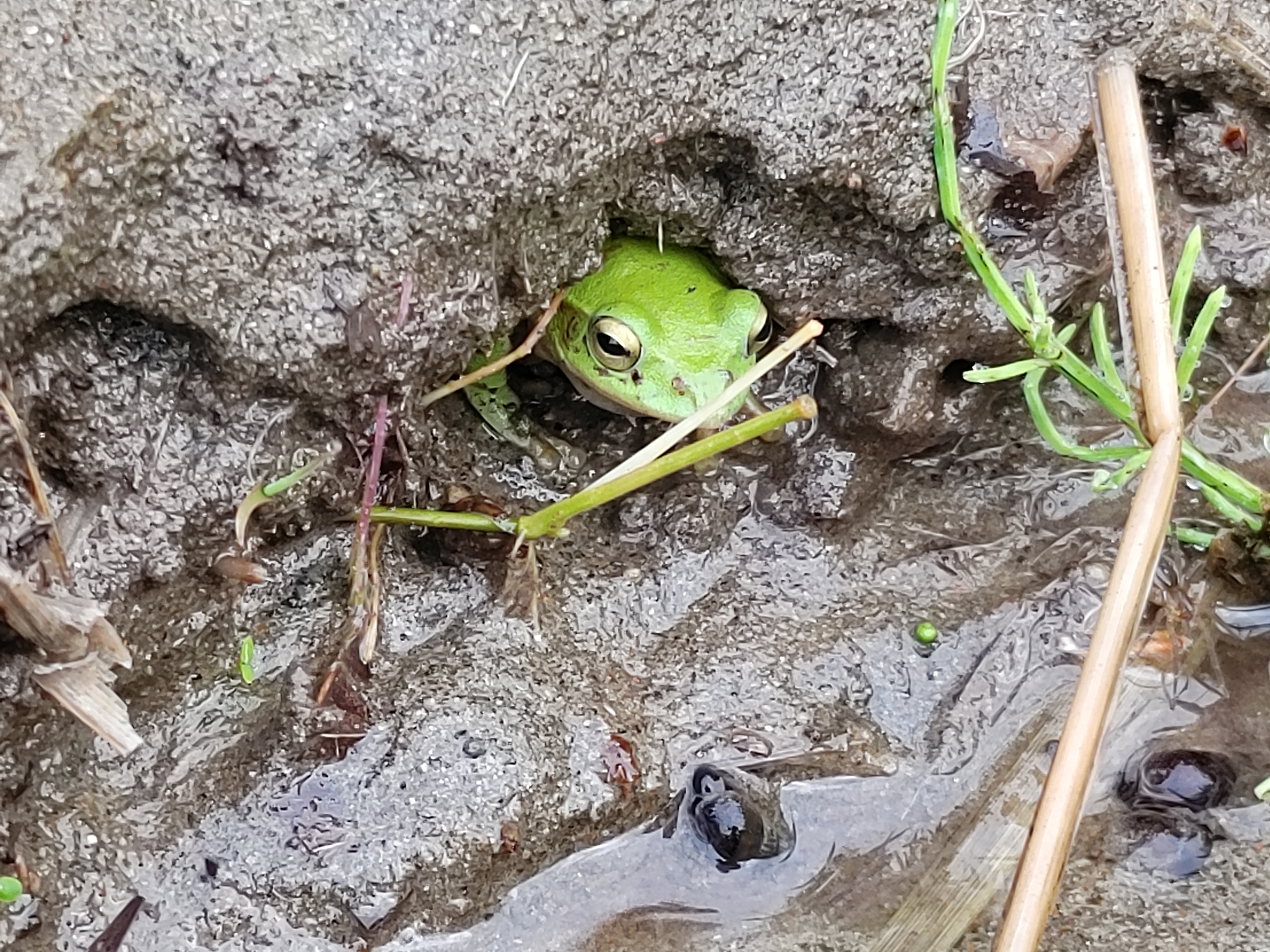 田植えが無事終わりました。