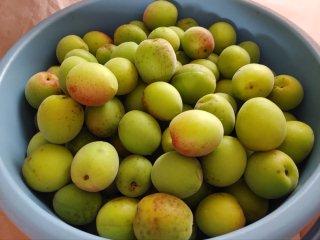 梅もぎの季節です