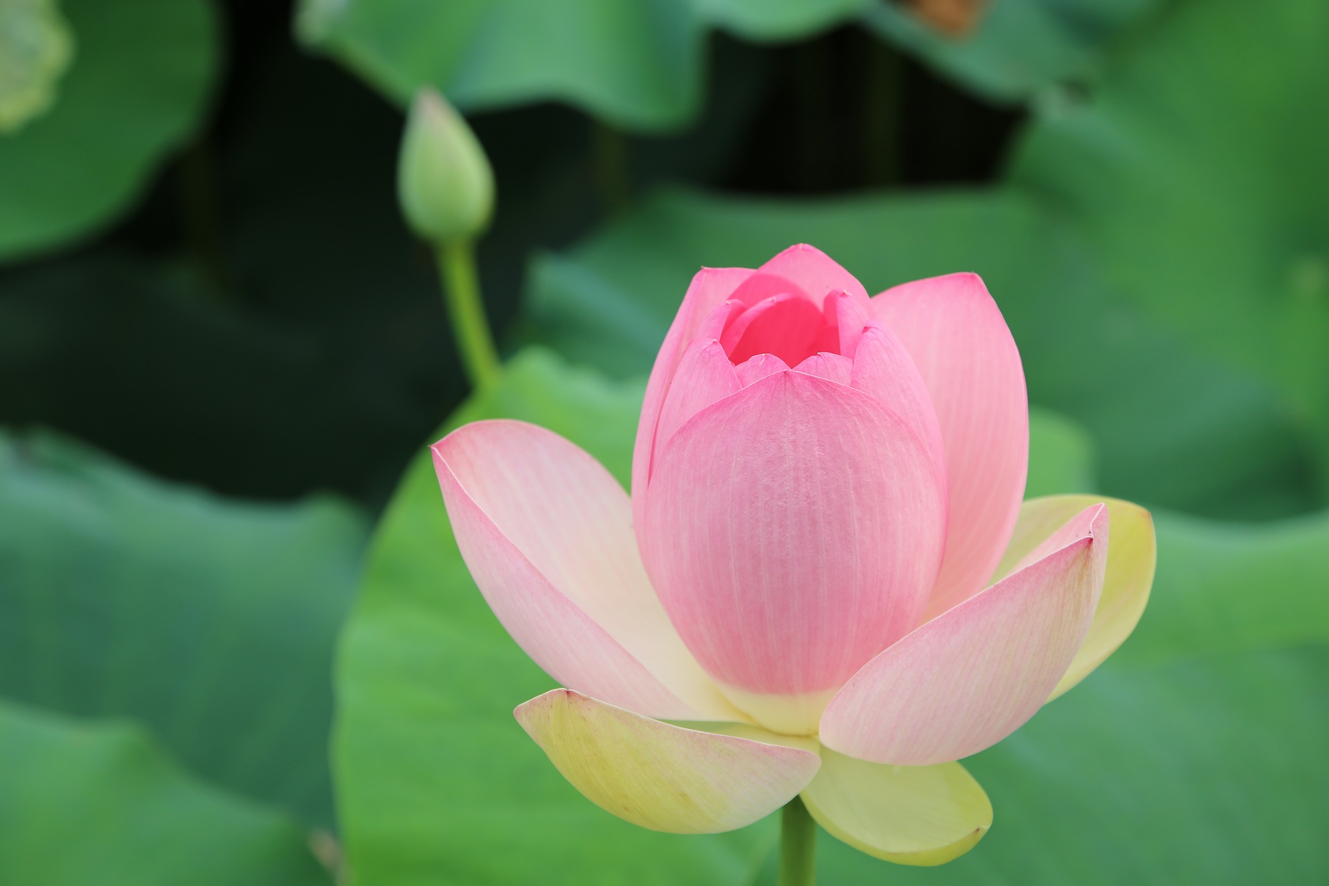 ベトナム　バッチャン焼き　蓮の花と菊の花の意味