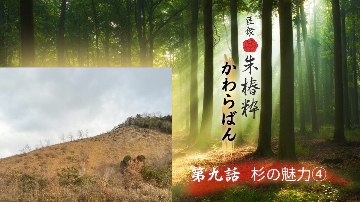 朱椿粋　ラジオ