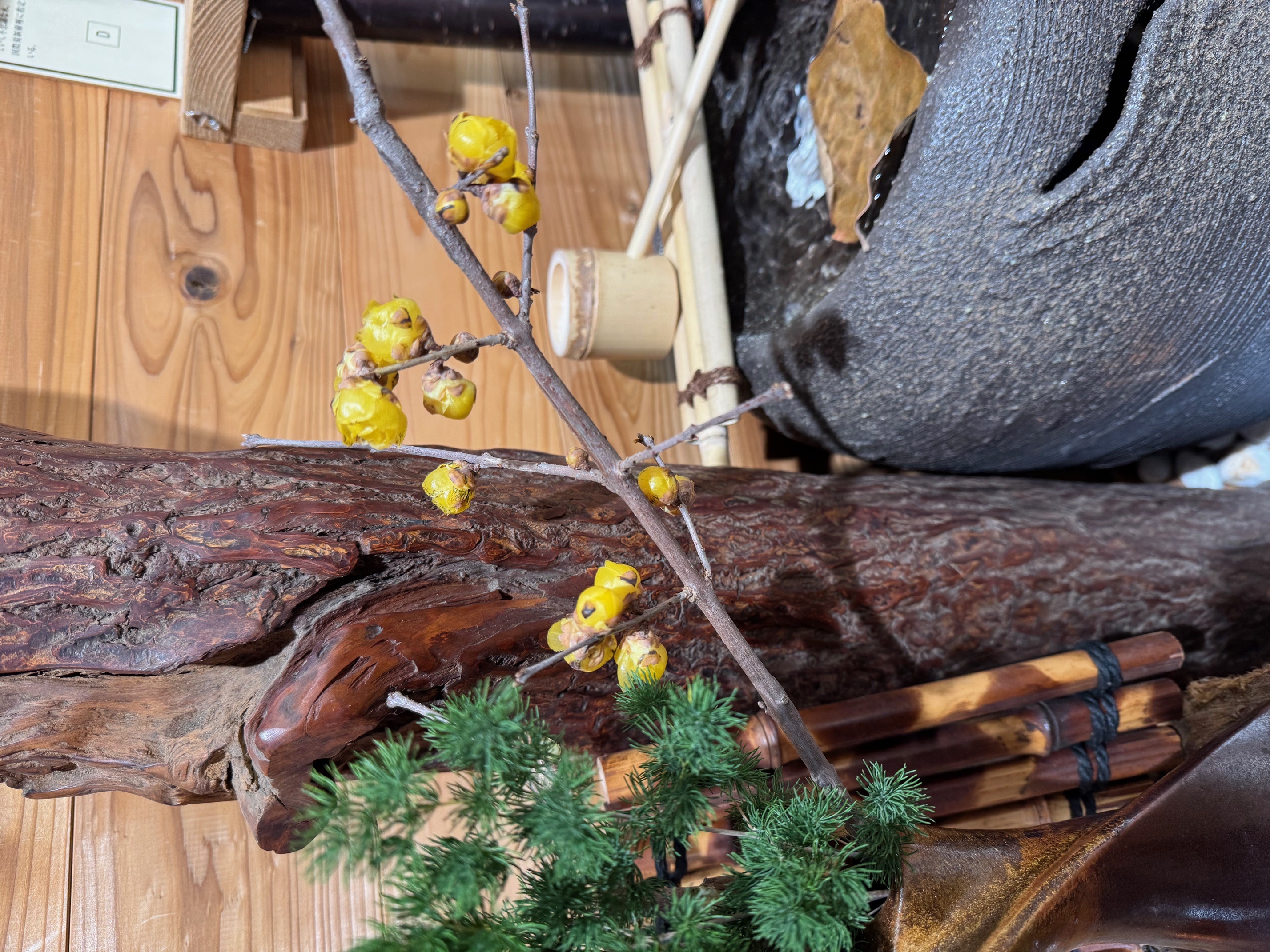 店舗に素心蝋梅の花