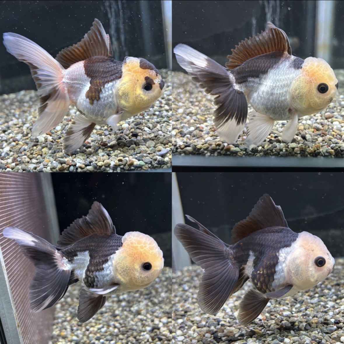 新着個体(パンダオランダ)