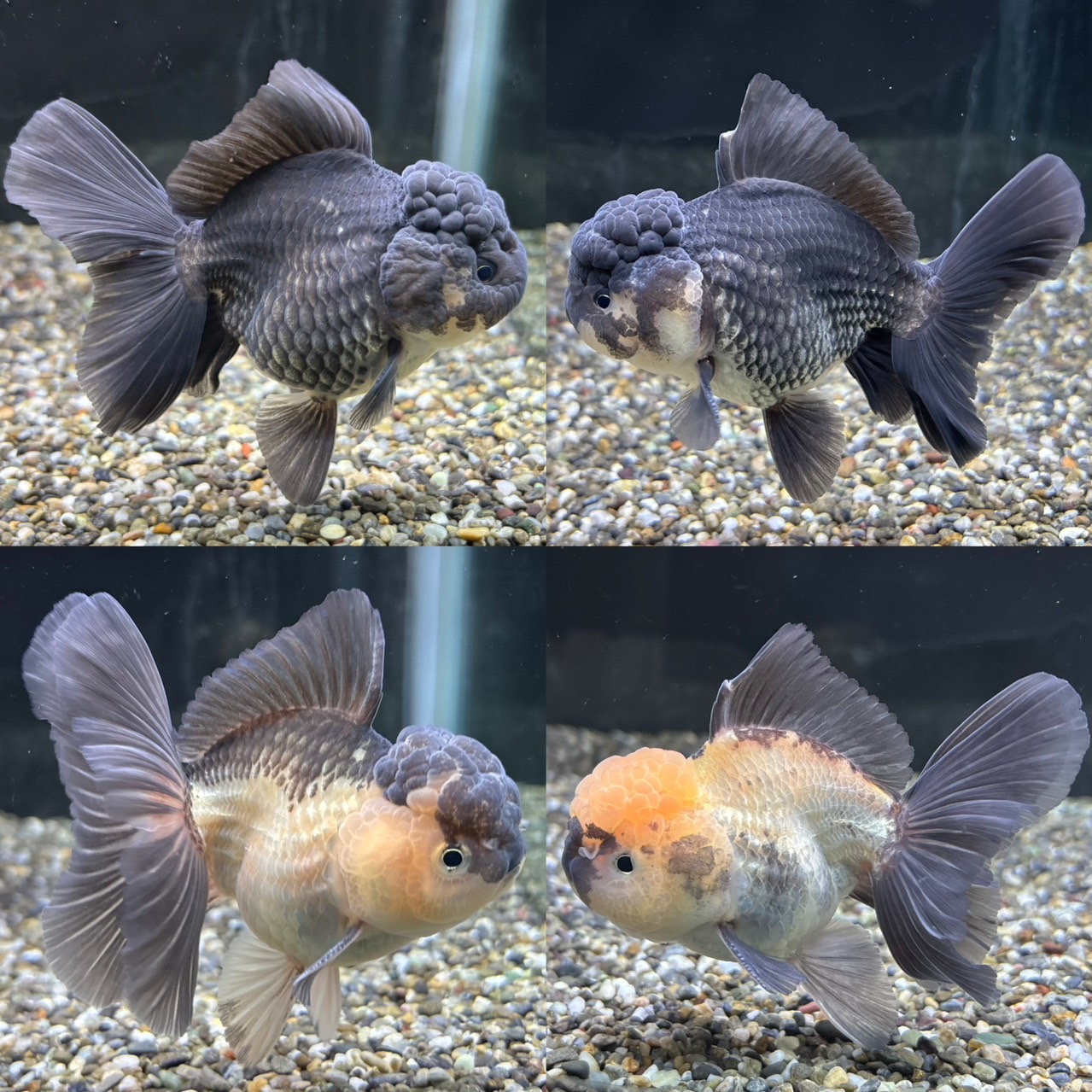 新着個体(ローズテールオランダ)