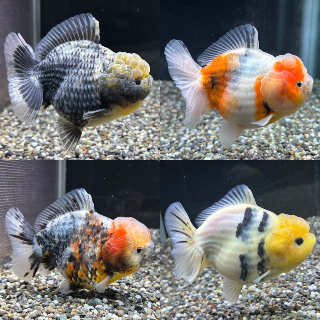 新着個体(セレクト オランダST)