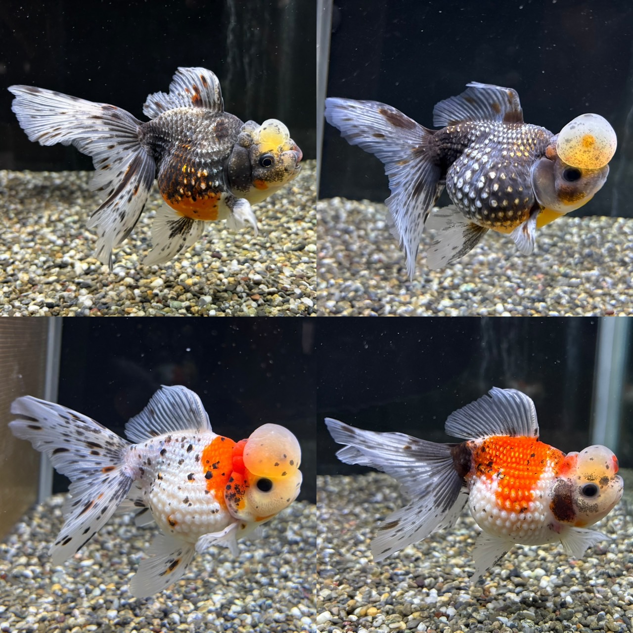 新着個体（高頭パール）