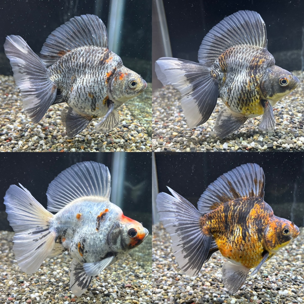 新着個体(ブロードテール琉金)