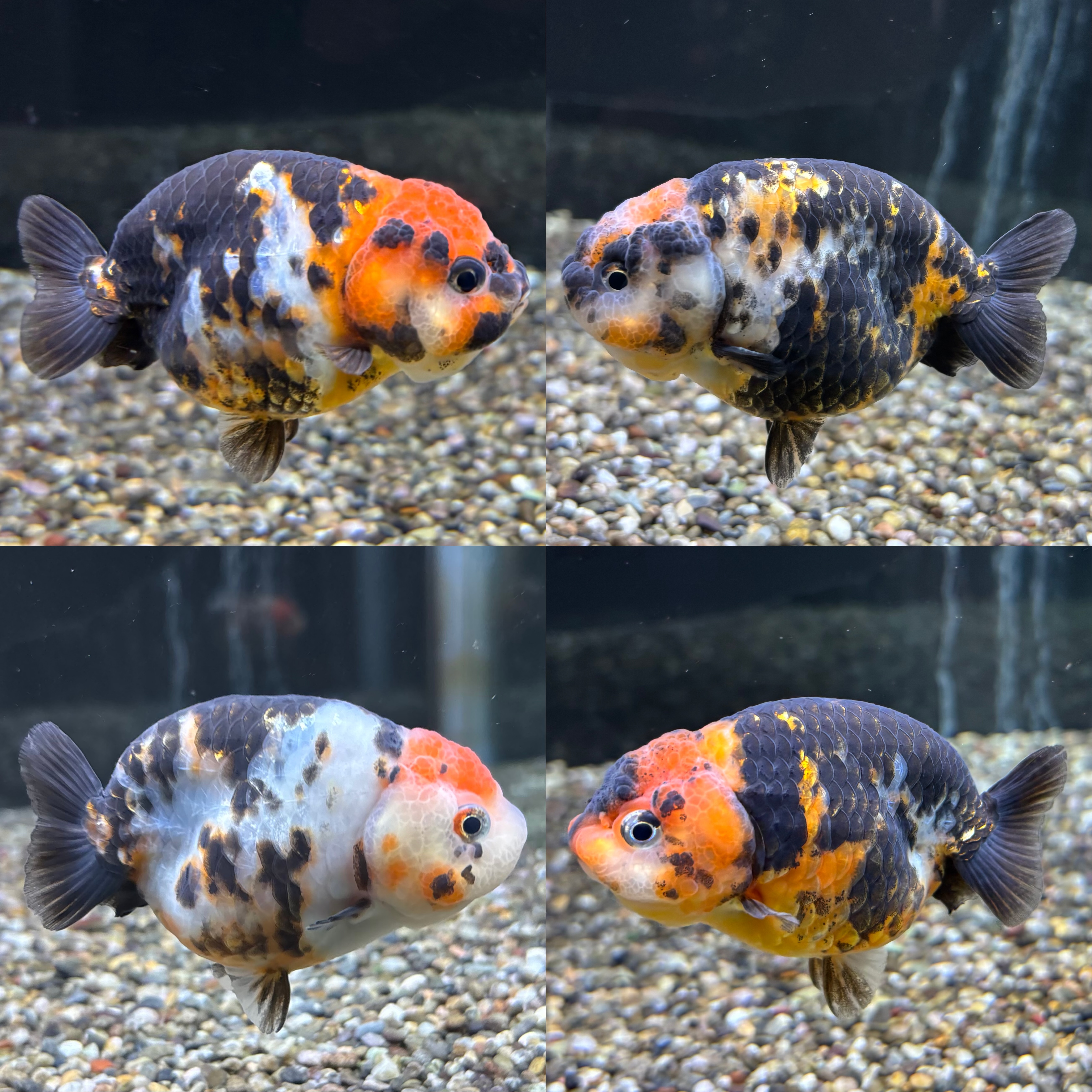 新着個体(江戸錦)