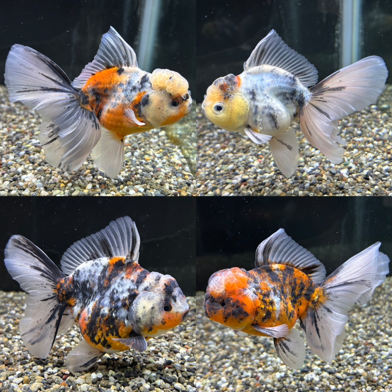 新着個体(東錦ベールテール)