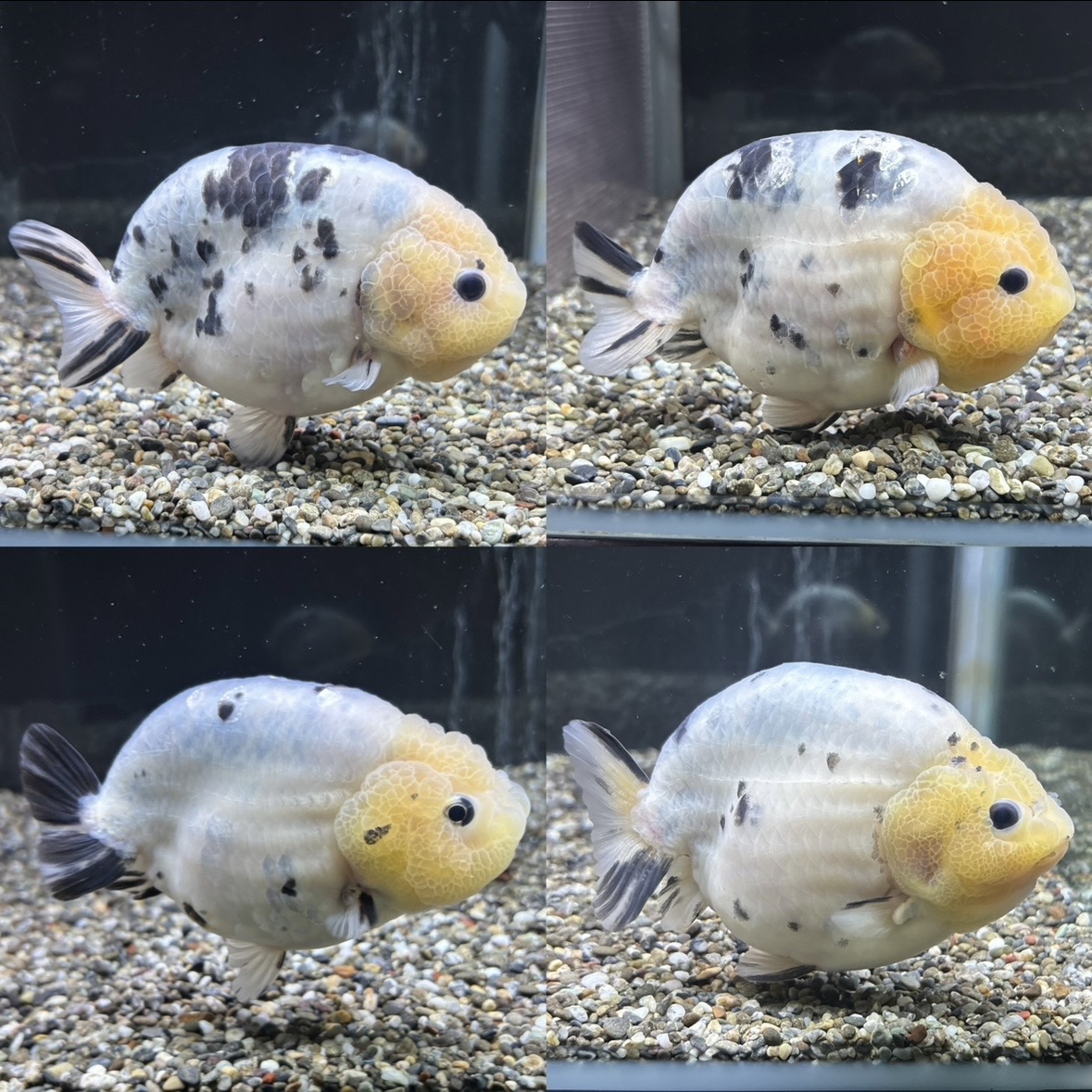 新着個体(極上パンダらんちゅう)