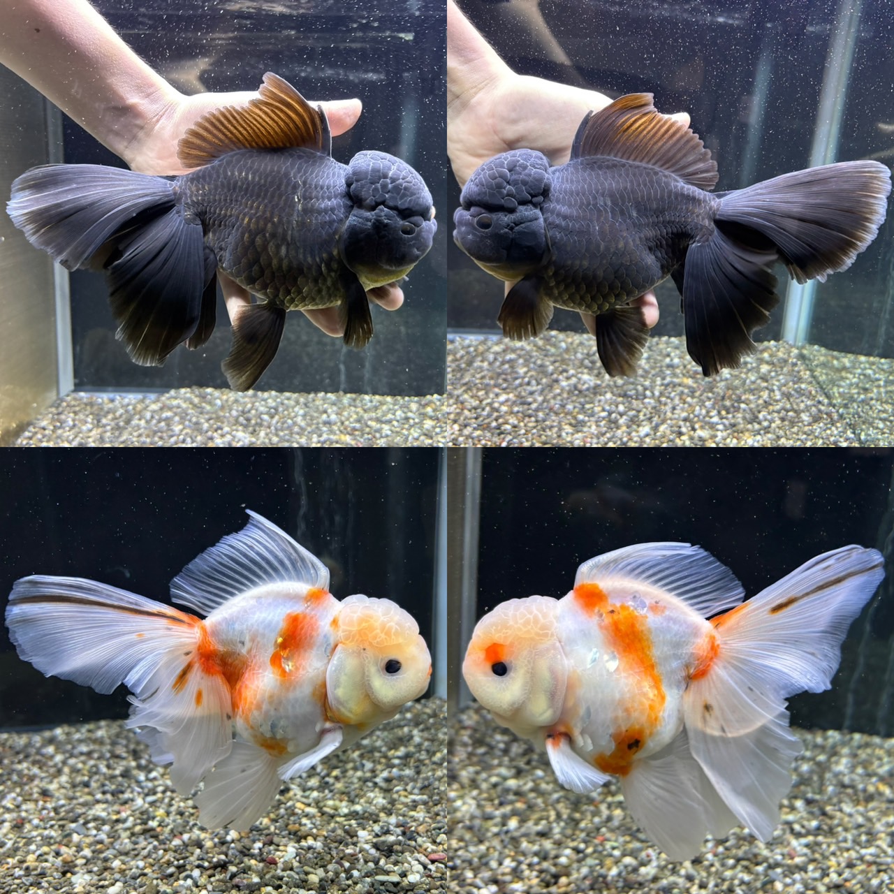 新着個体（ベールテールオランダ）