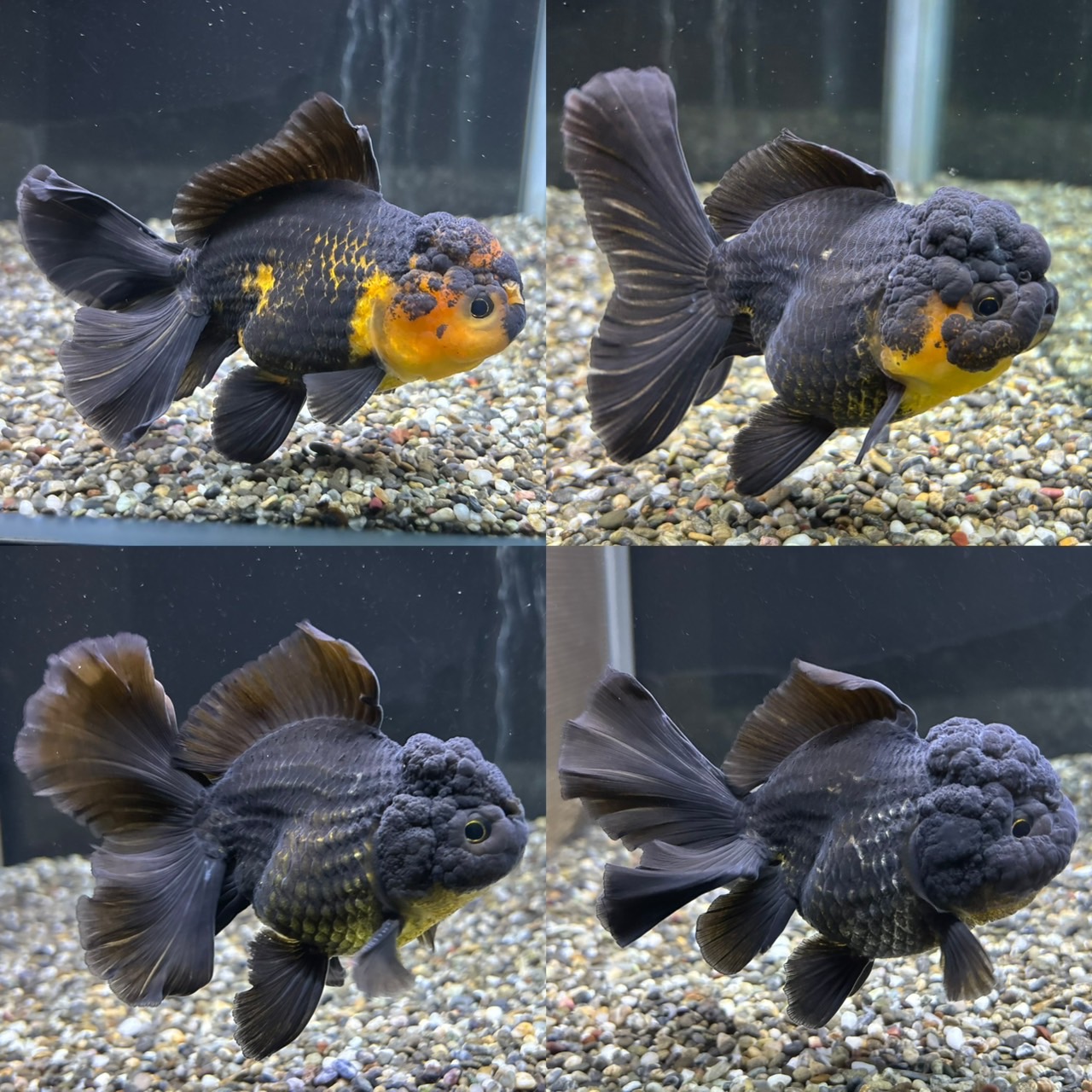 新着個体（黒オランダ）