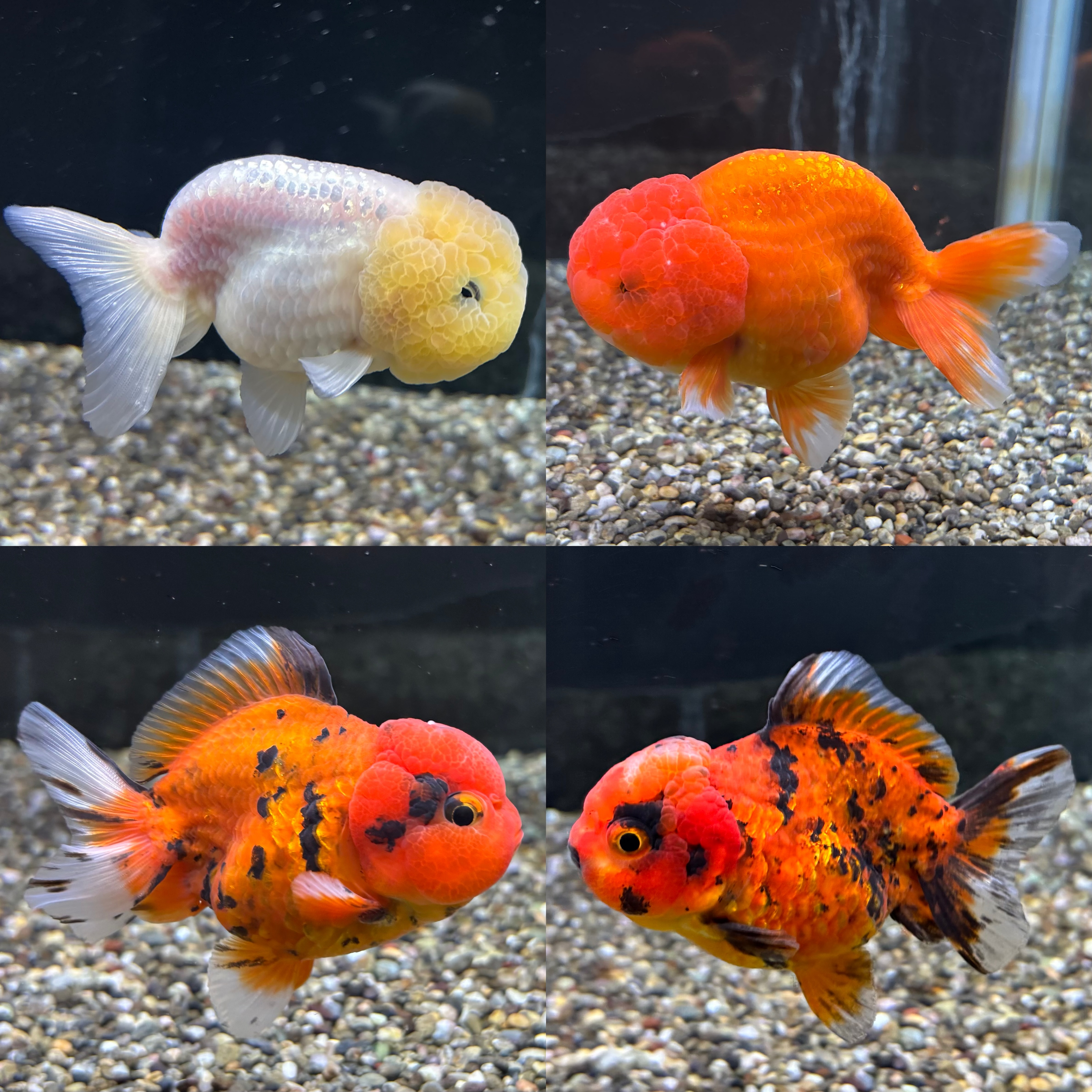 新着個体(薩摩産金魚)