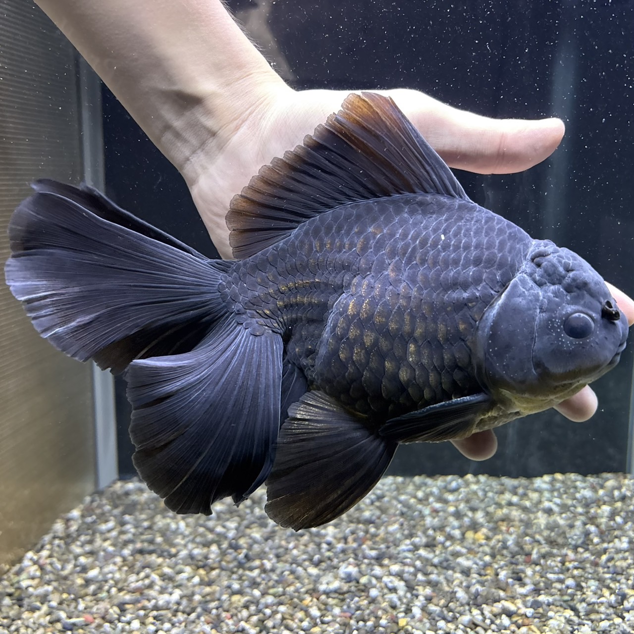 新着個体（特大黒オランダベールテール）