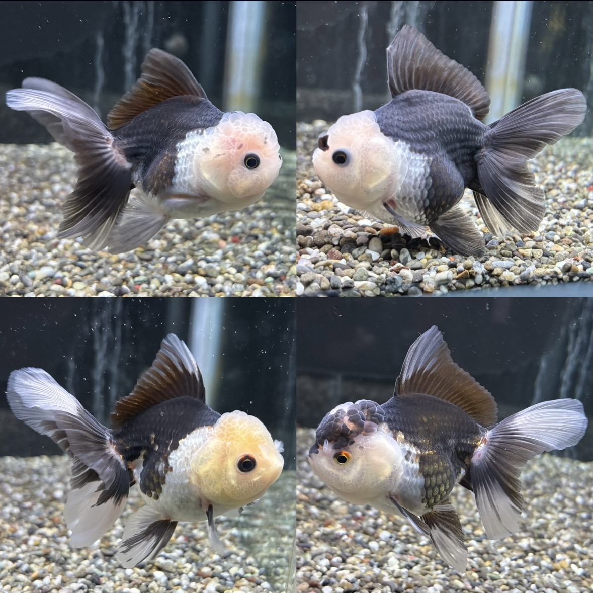 新着個体(パンダオランダ)