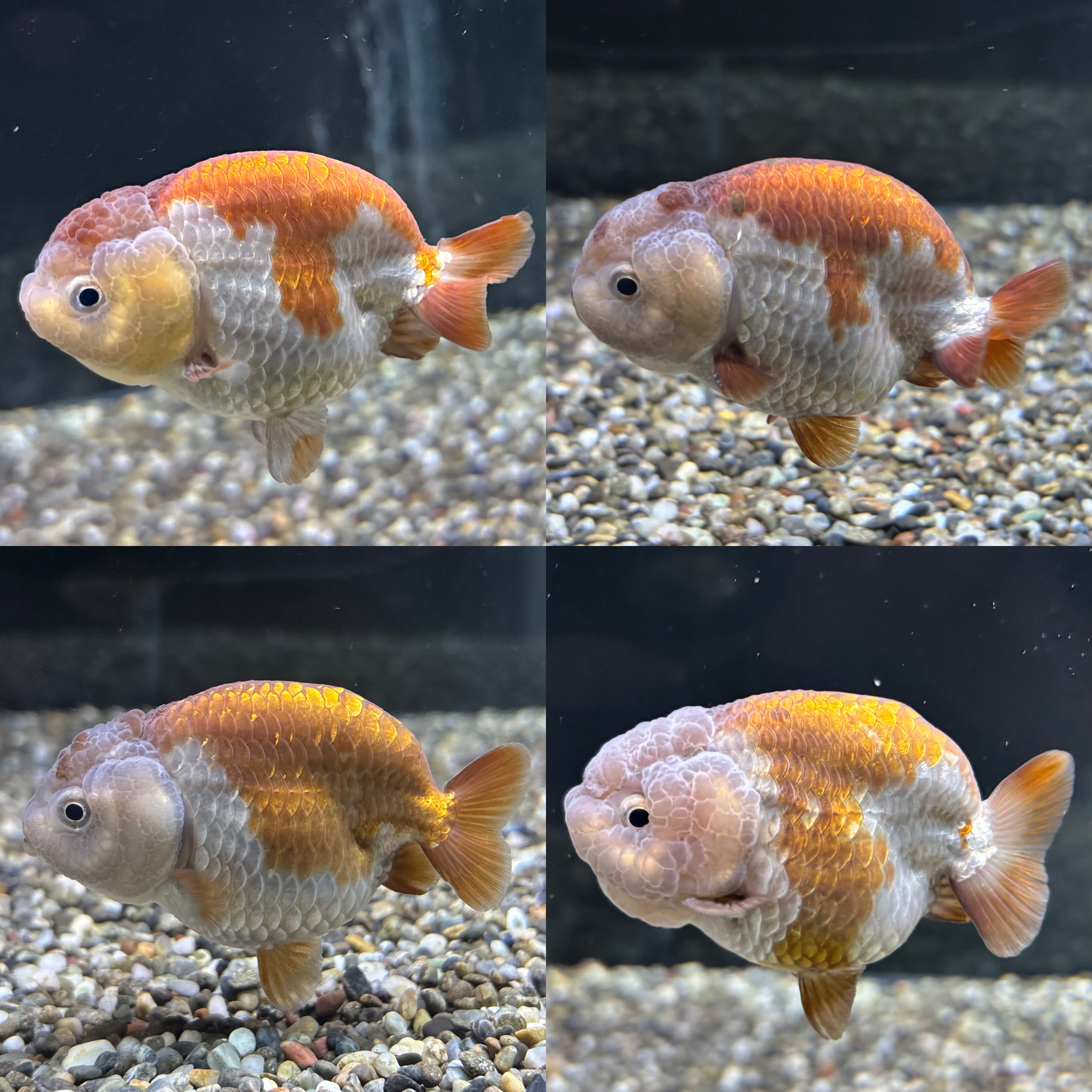 新着個体(瑪瑙らんちゅう)