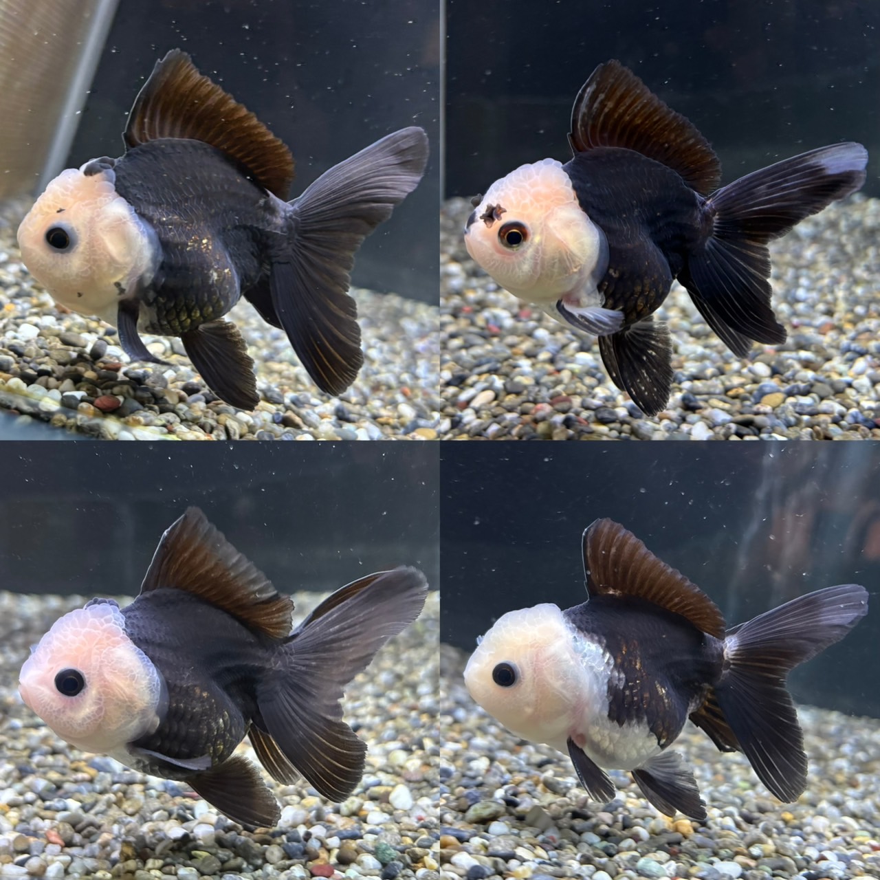 新着個体（パンダオランダ）