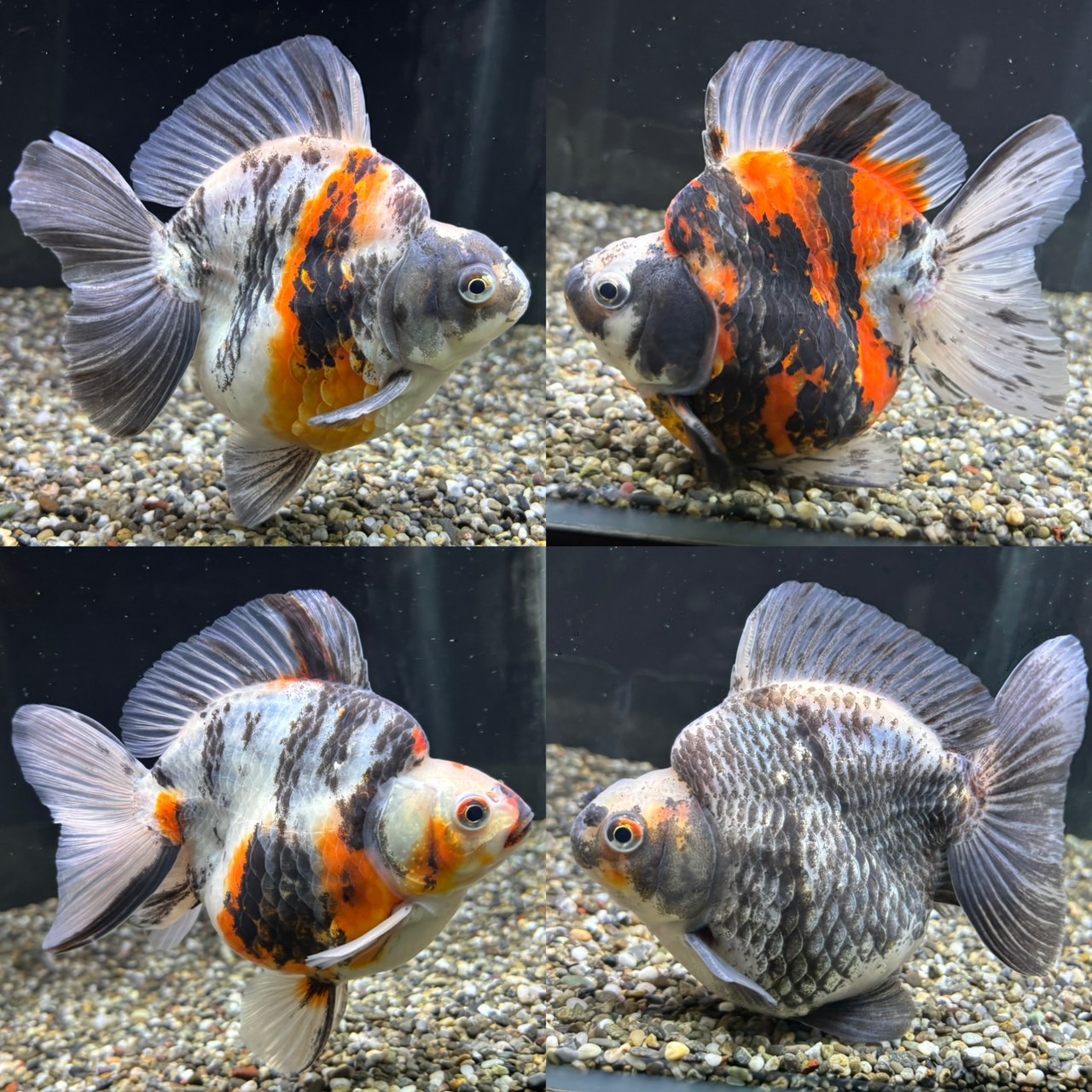 新着個体(だるま琉金)