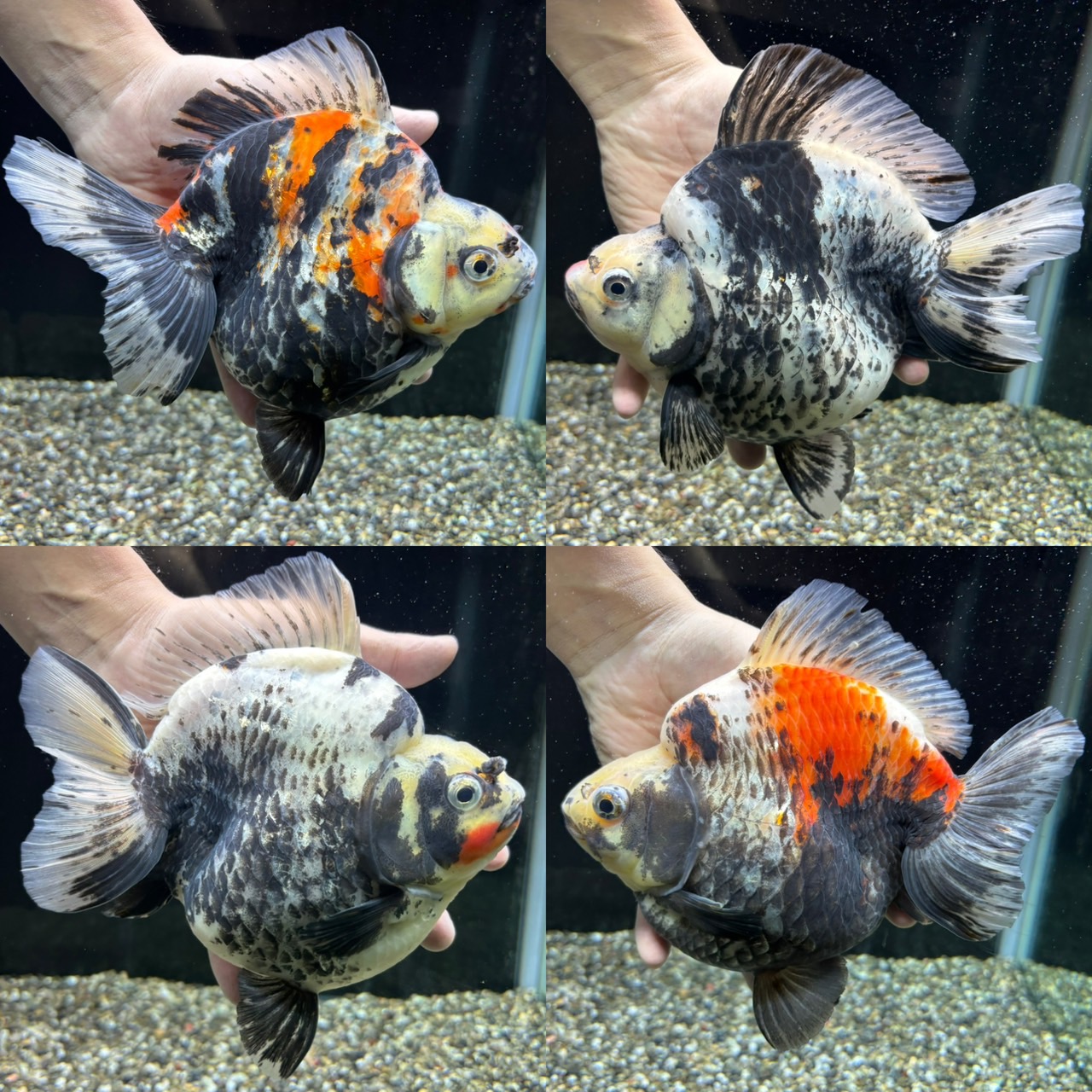 新着個体(極上 だるま琉金 大きめ)