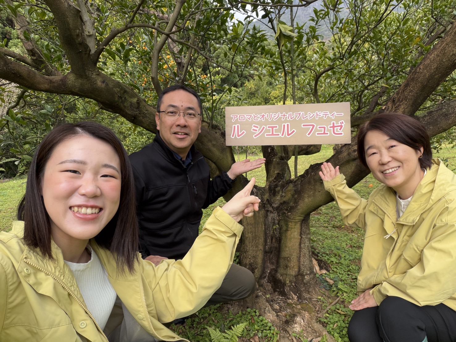 屋久島たんかんの樹を契約しました