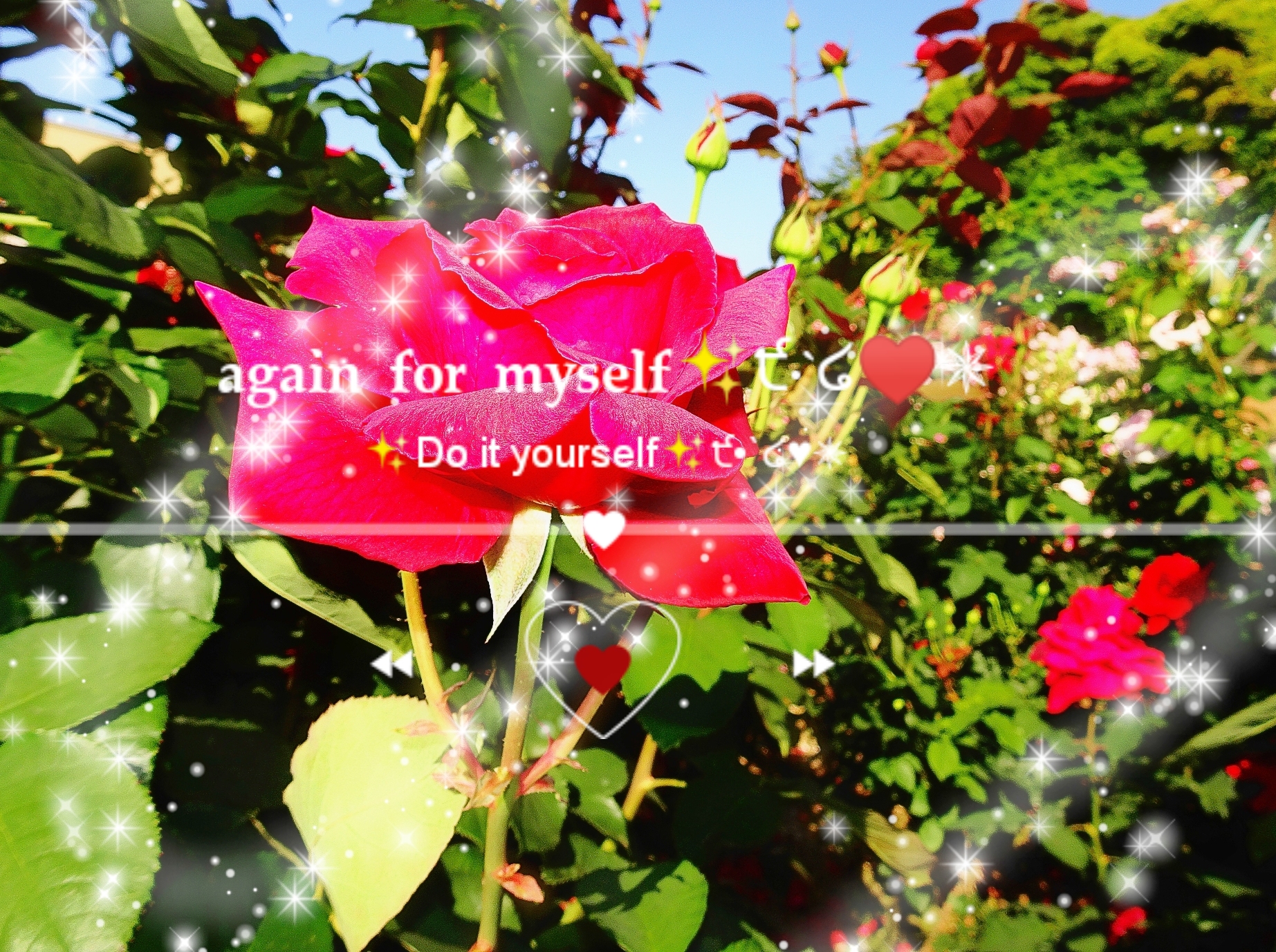 ✨🌹𝐁𝐥𝐨𝐠 start✨🌺✵੯•`໒♥✨+.*