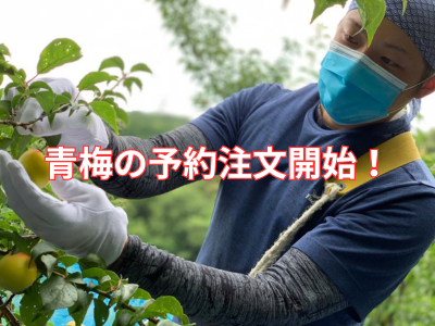 2025年収穫　【紀州南高梅】青梅の予約販売開始しました！※早割特典あり！