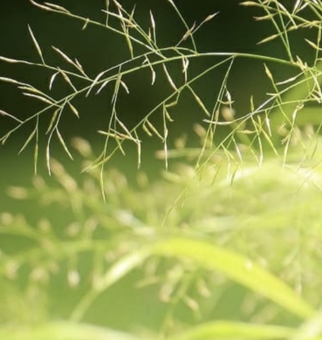 夏の植物