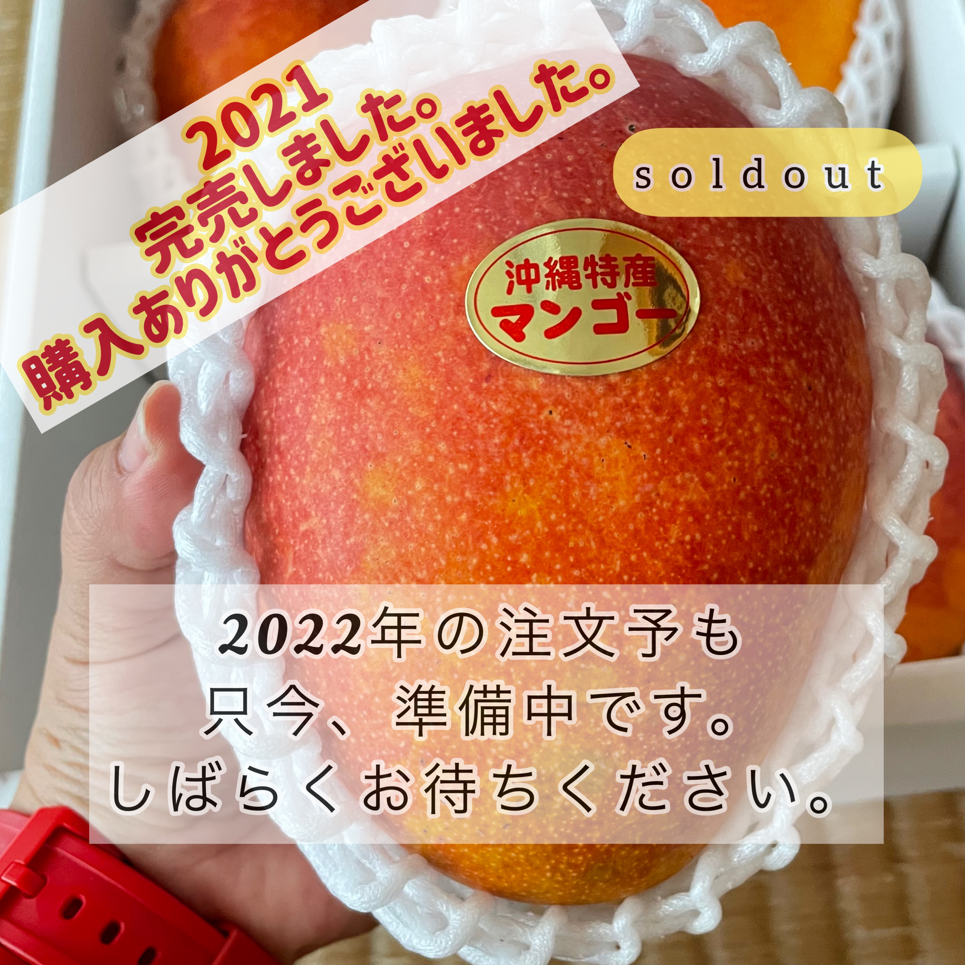 2022 沖縄アップルマンゴーの時期