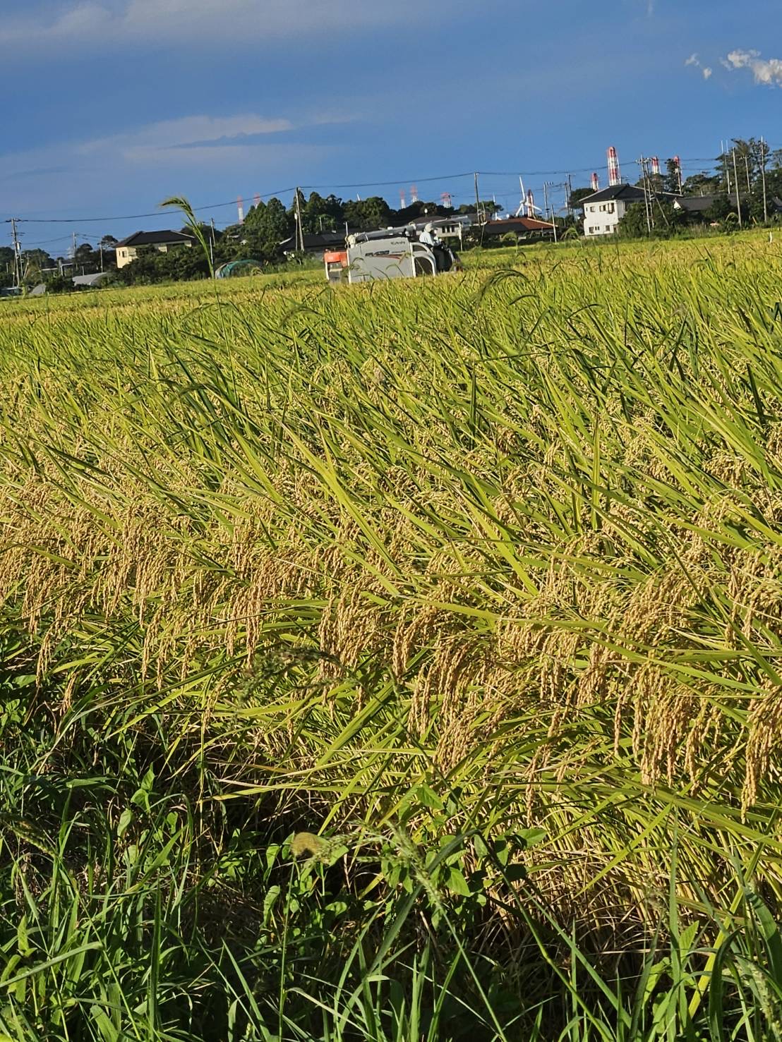 私たちと米の関係
