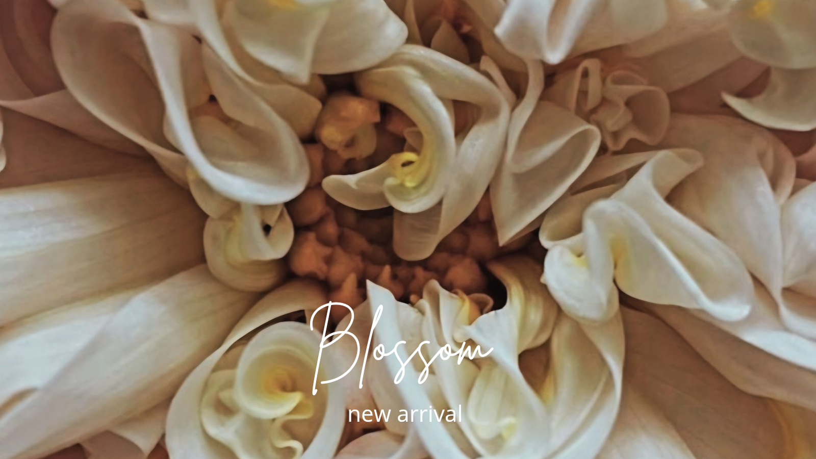 新作Blossomシリーズ