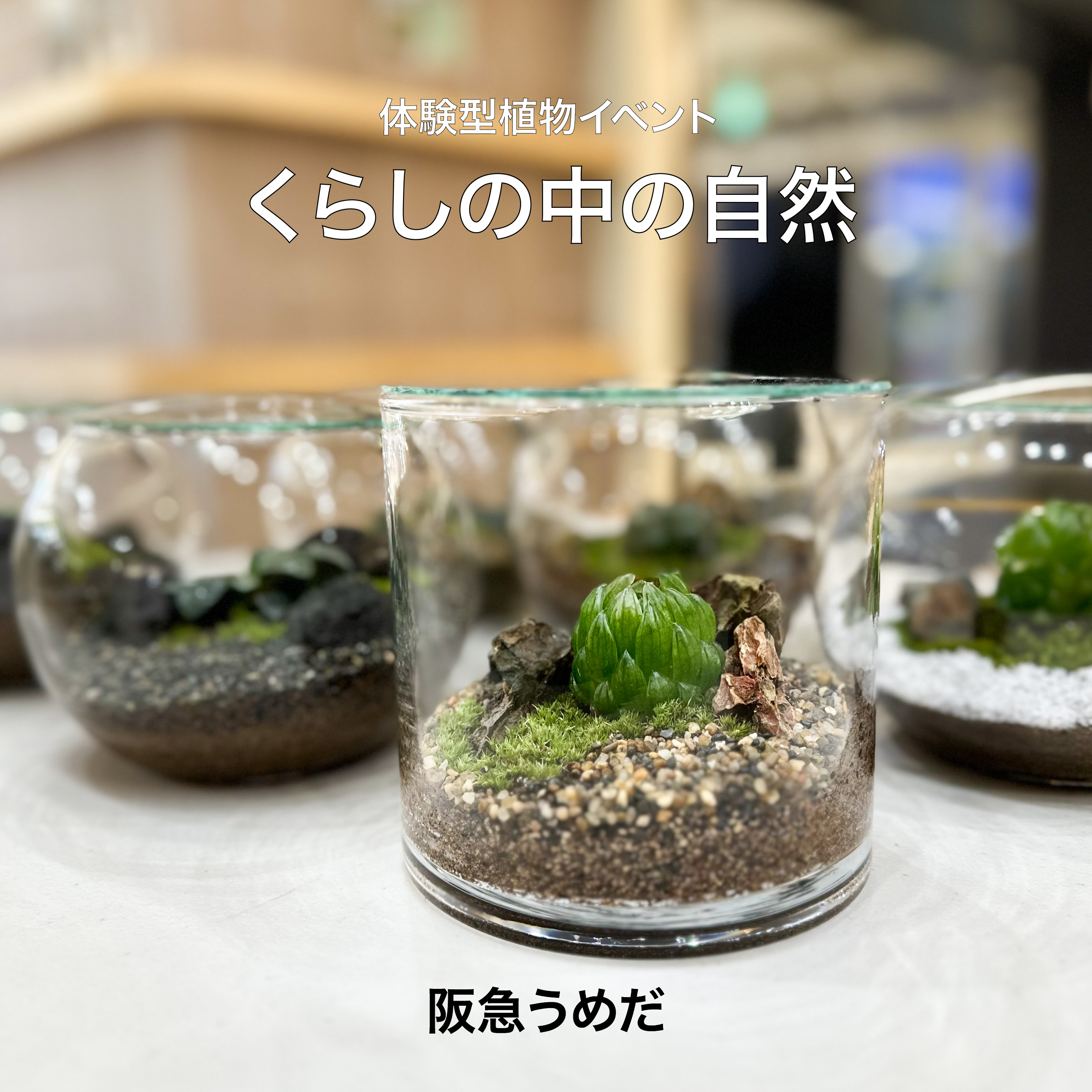 【阪急うめだ本店】都会の暮らしに寄り添うテラリウム・多肉植物・観葉植物・盆栽のイベントを開催