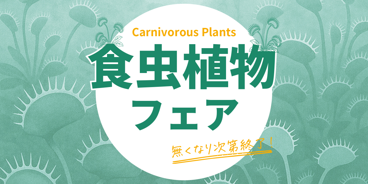期間限定🌱食虫植物フェア開催中！