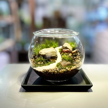 2025年7月　阪急うめだの盆栽イベント　Bonsai Lifeに出展します。